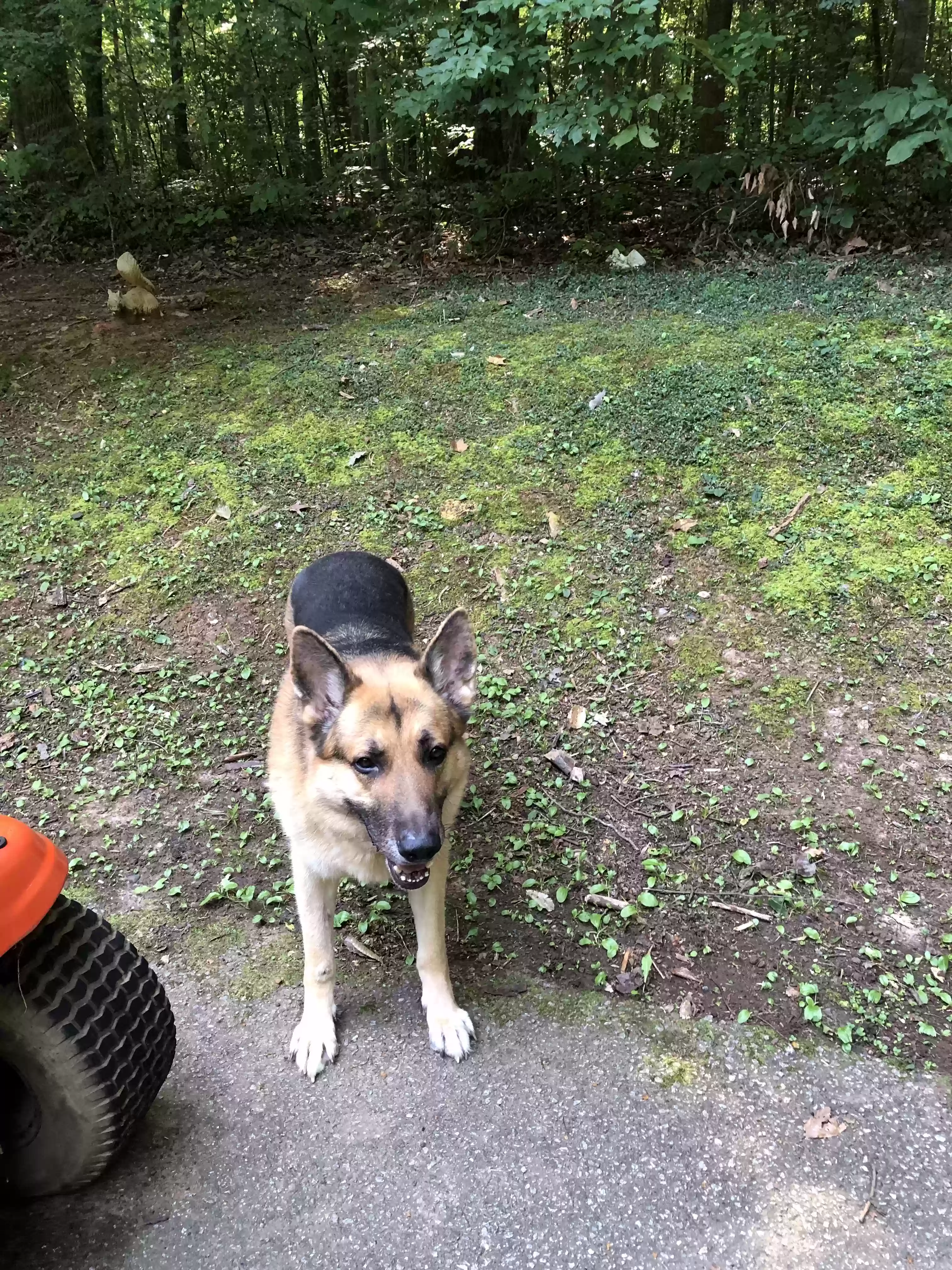 adoptable Dog in Midlothian,VA named Thunder