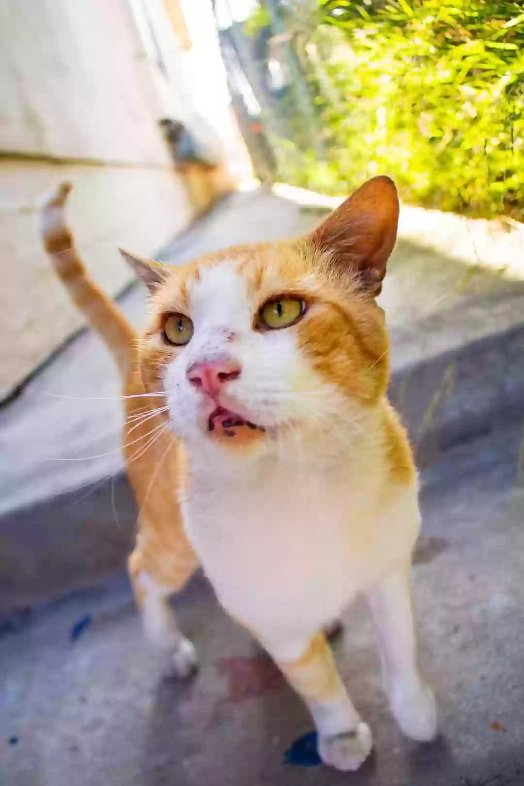 adoptable Cat in Hawthorne,CA named Gingy