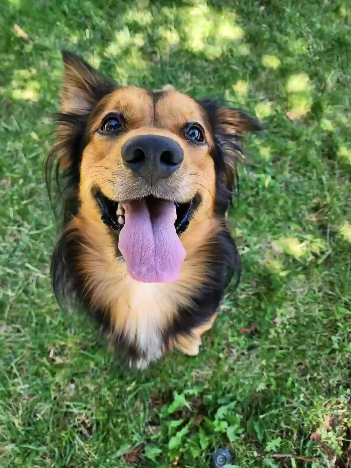 adoptable Dog in Brentwood,CA named Chuwee