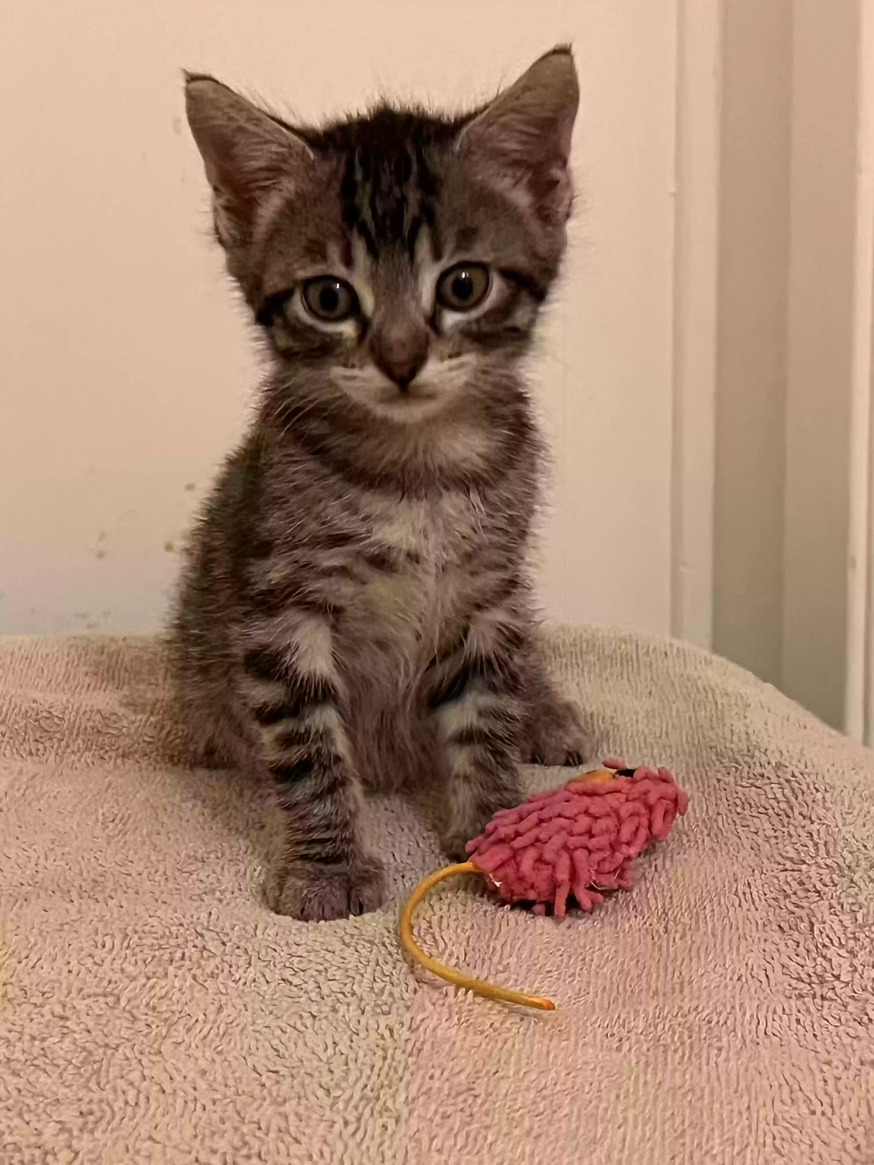 adoptable Cat in North Hills,CA named 