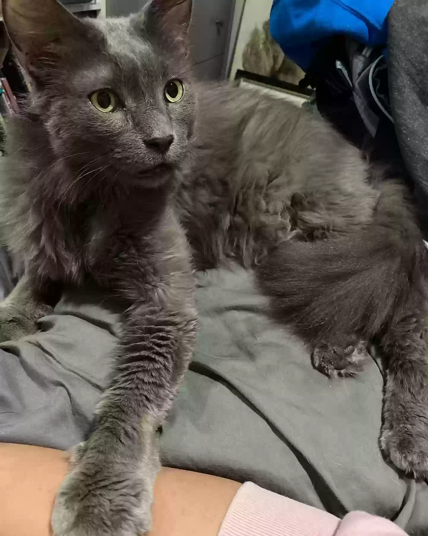 adoptable Cat in Saint Louis,MO named Gandalf