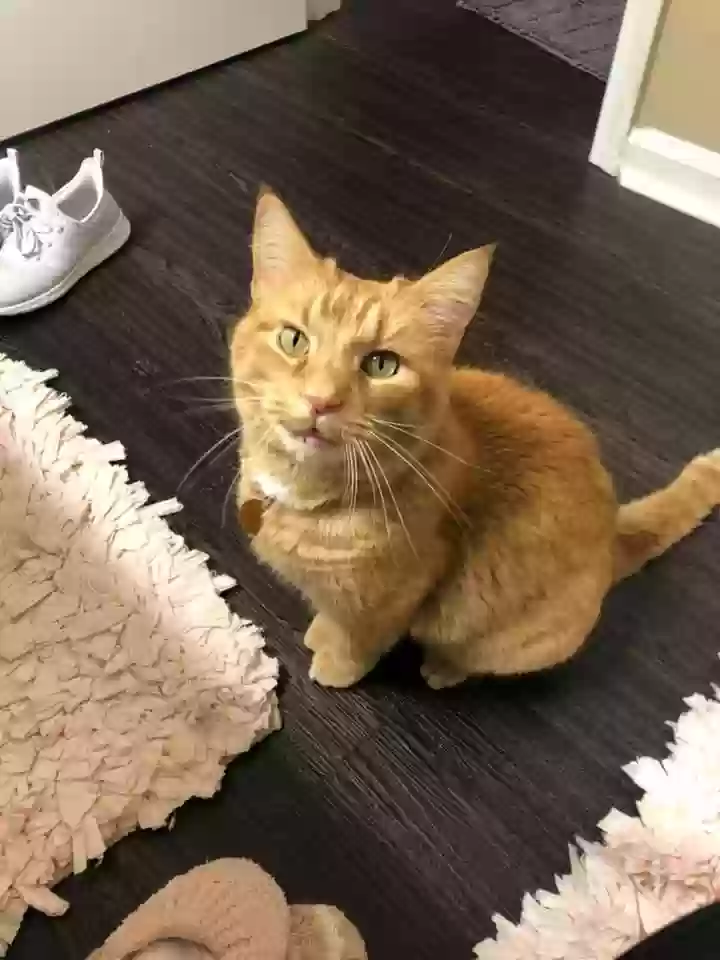 adoptable Cat in Flowery Branch,GA named Garfield