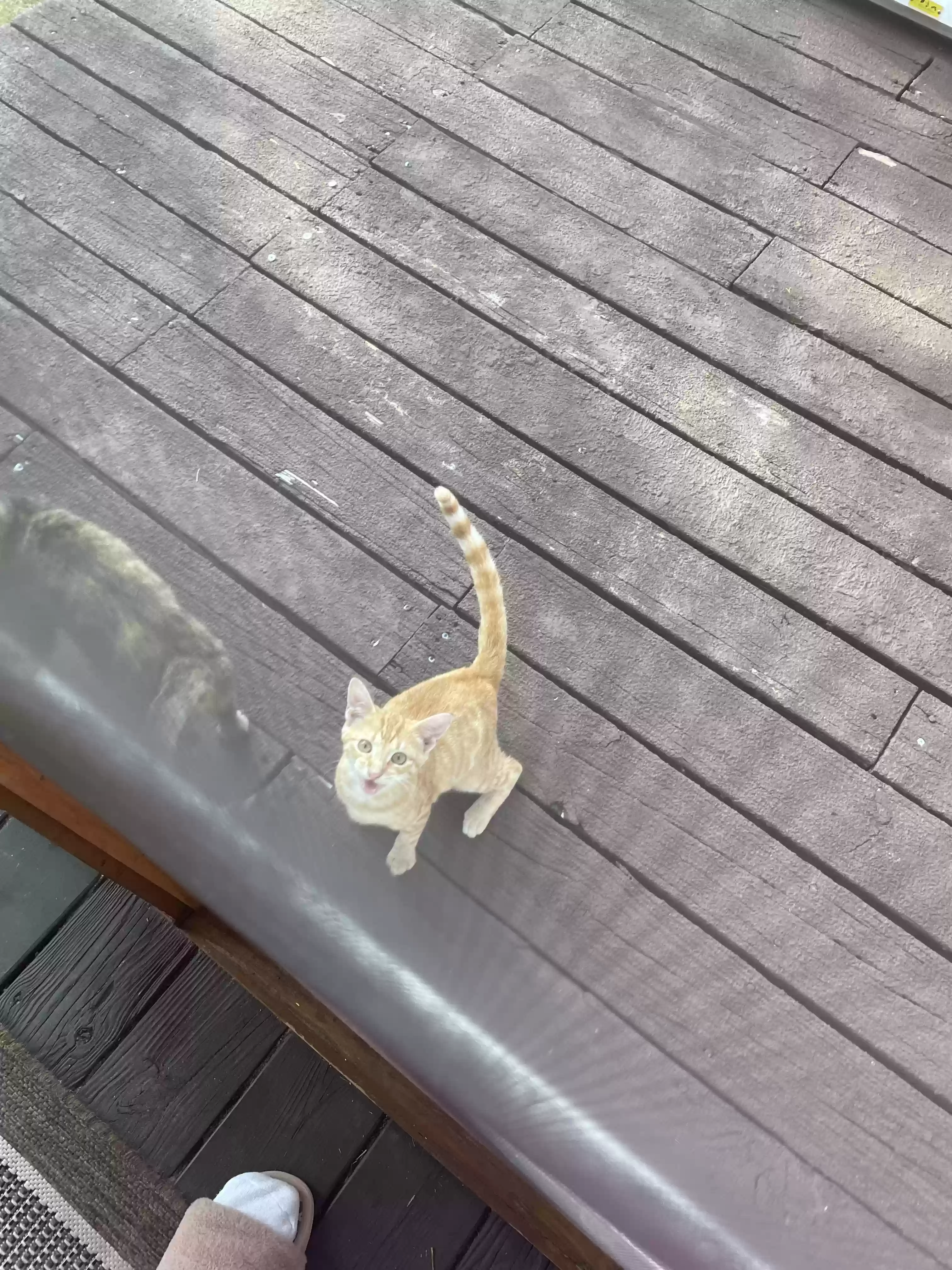 adoptable Cat in Gadsden,AL named A mother and female kitten