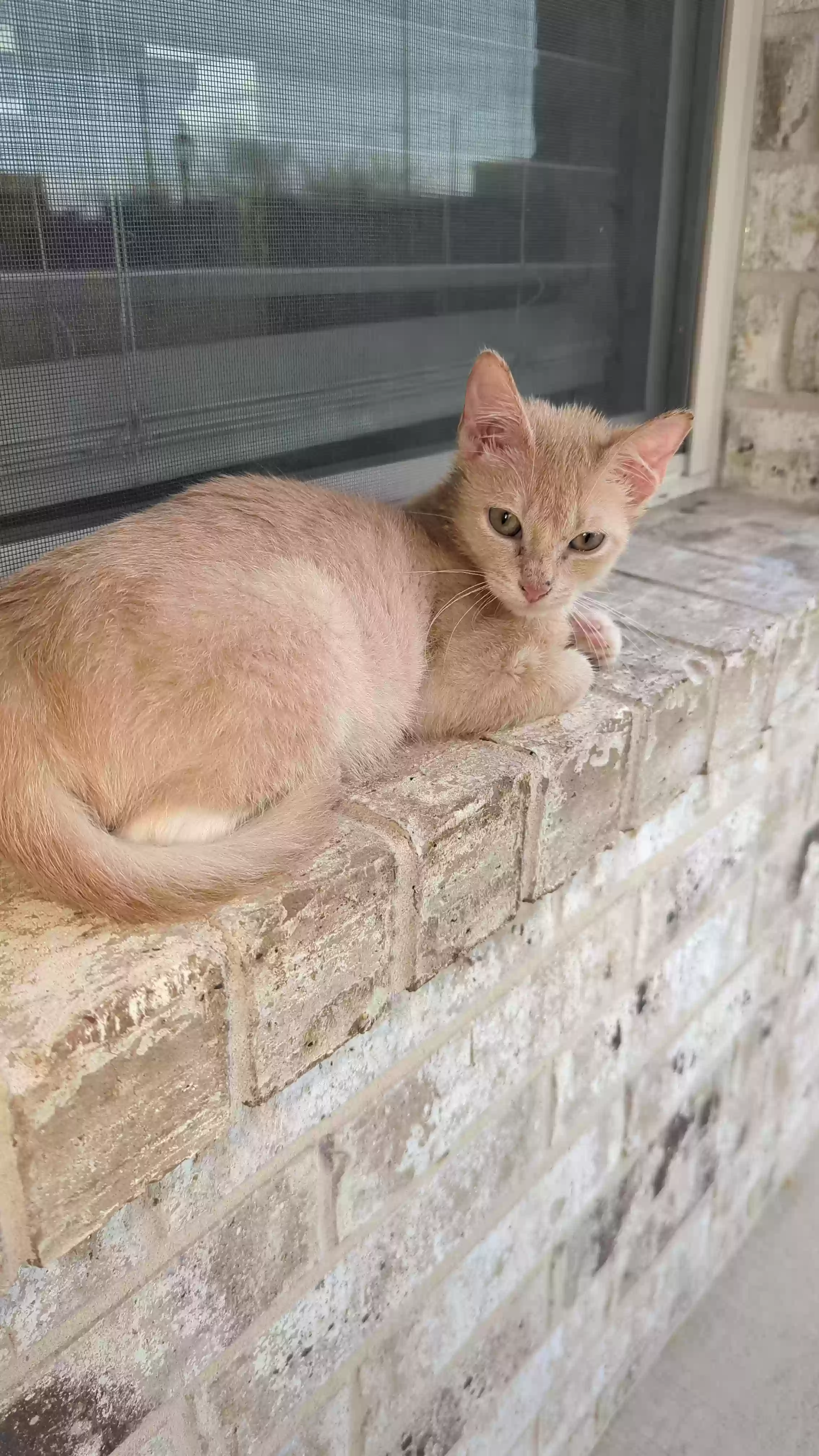 adoptable Cat in Prosper,TX named 