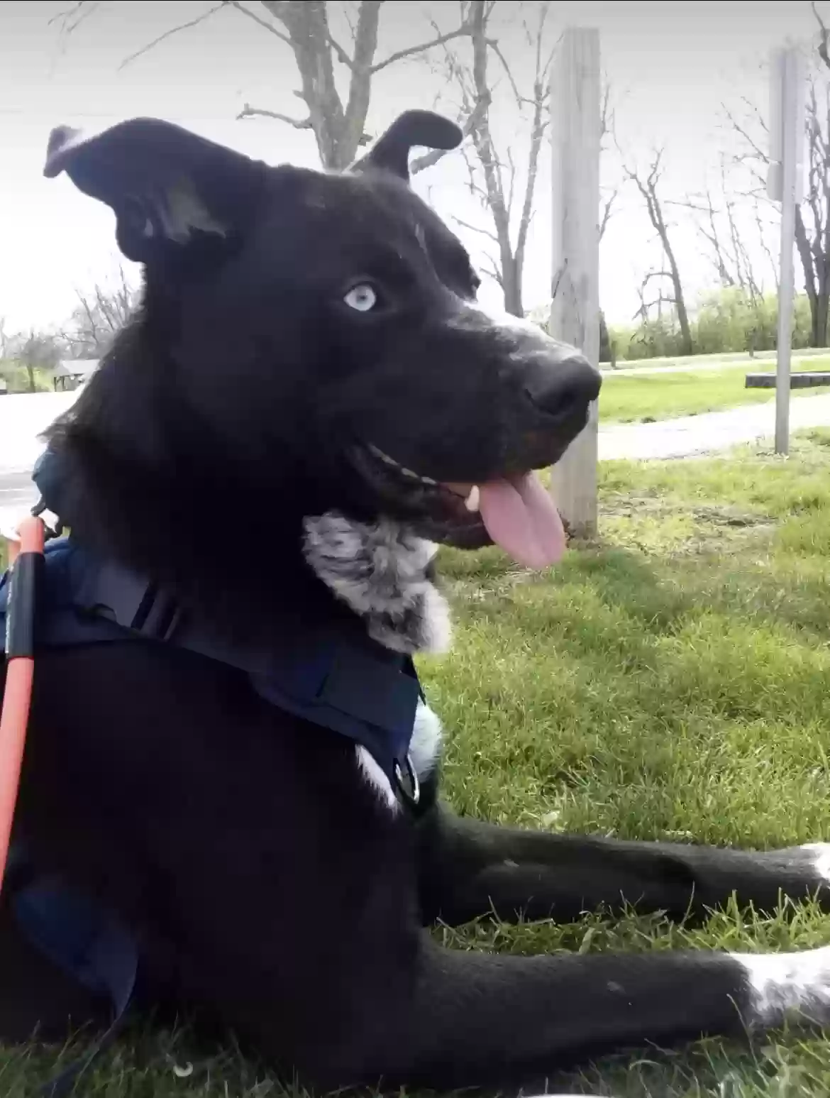 adoptable Dog in Fairfield,OH named Loki