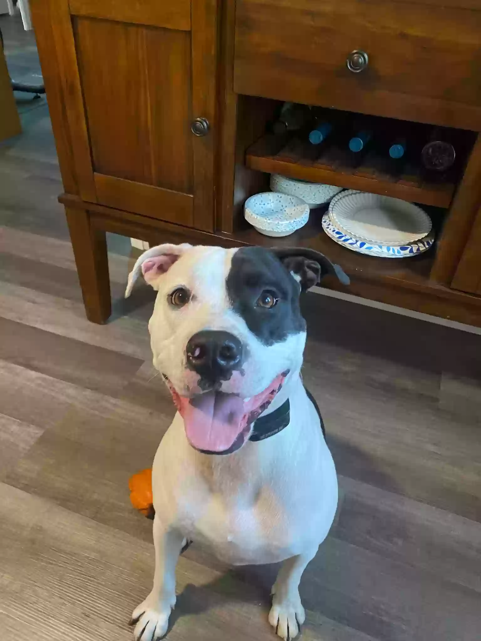 adoptable Dog in Plainfield,IL named Wrigley