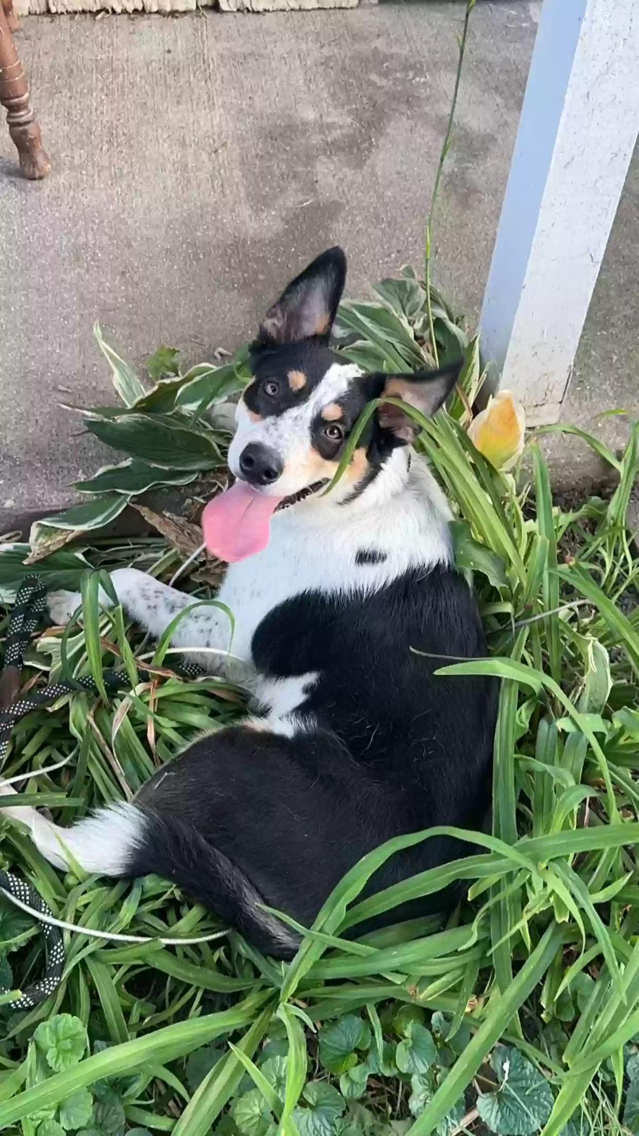 adoptable Dog in Machesney Park,IL named Chino