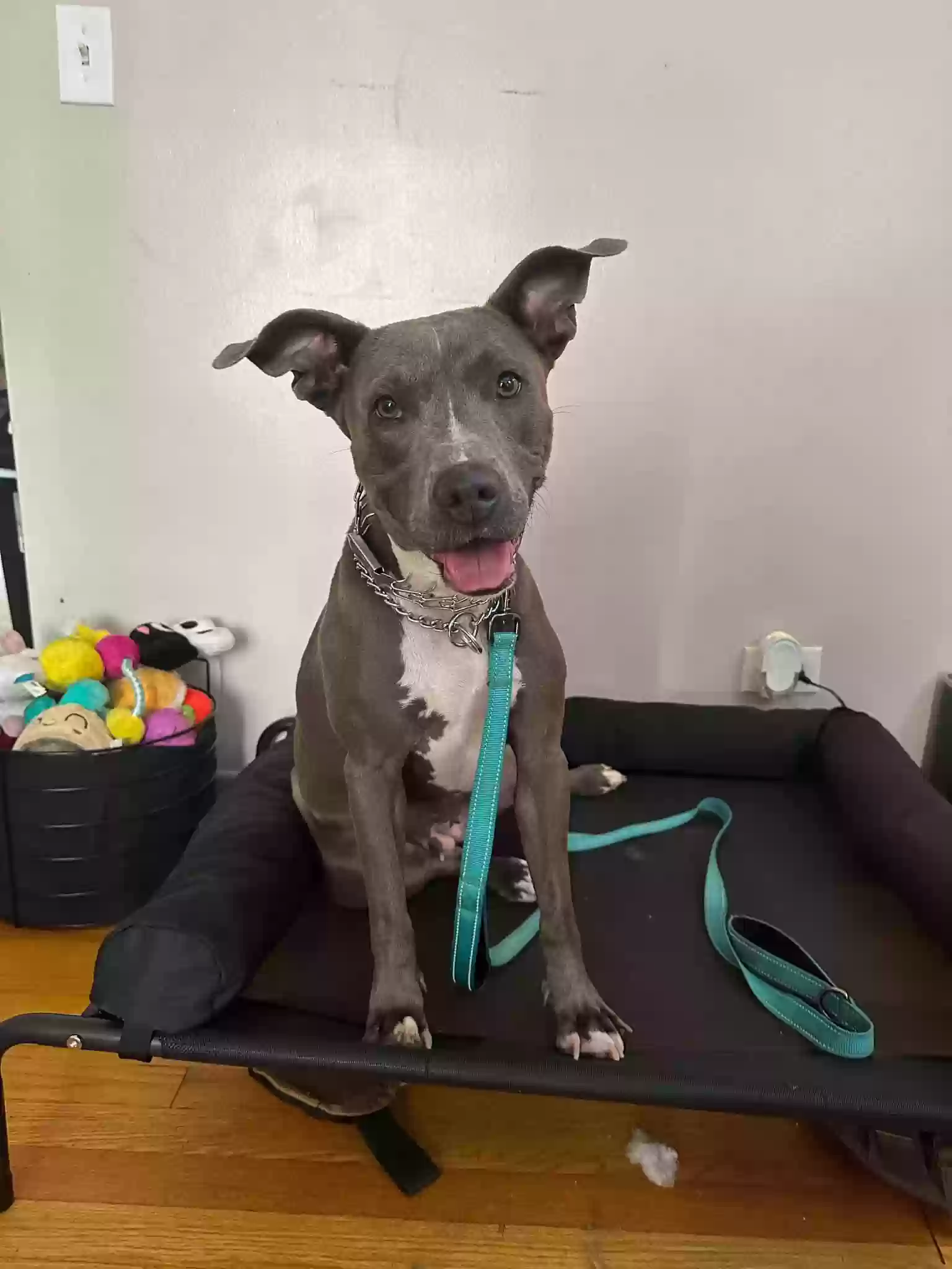 adoptable Dog in Chicago,IL named Penny