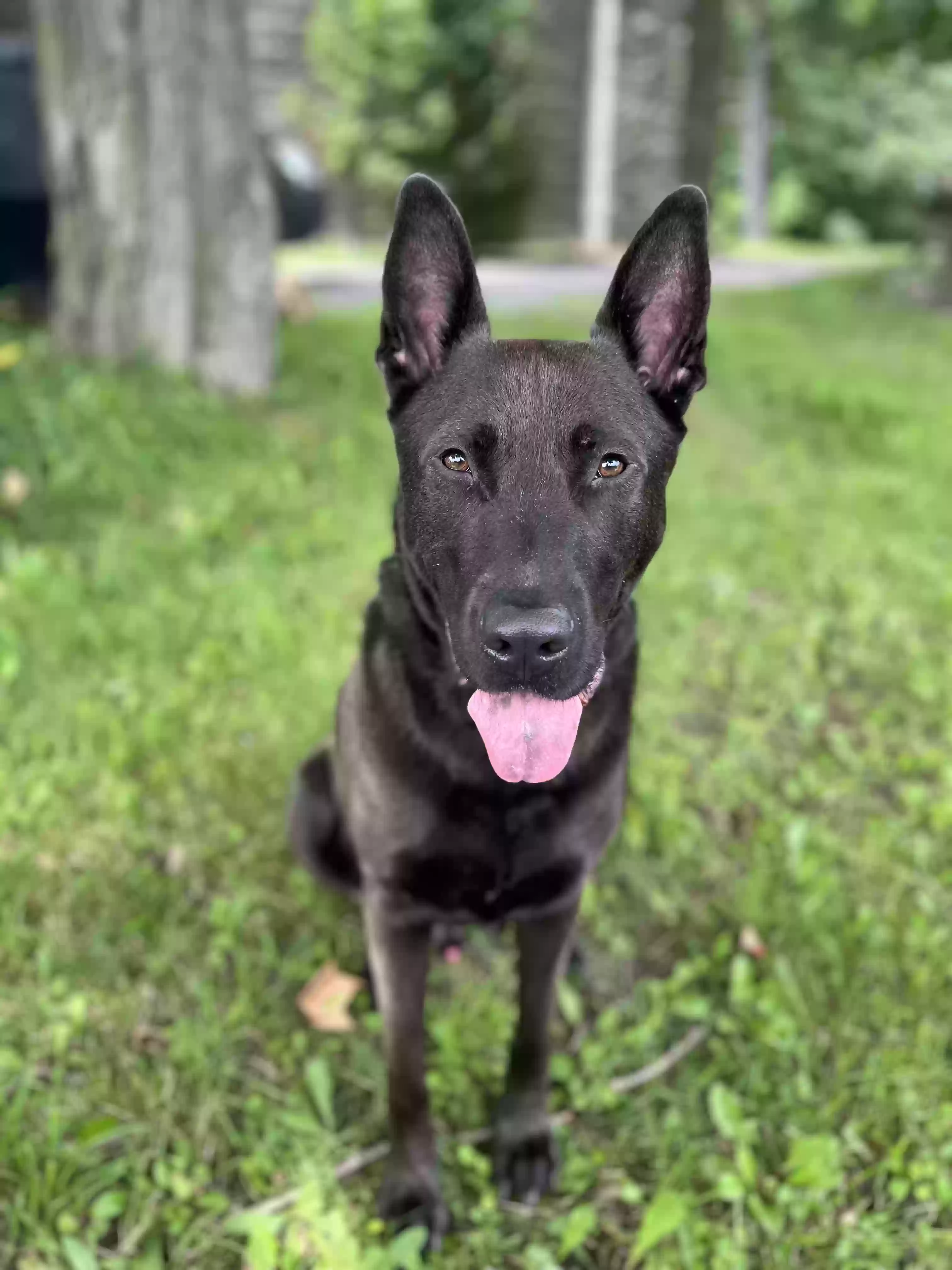 adoptable Dog in Weston,MA named Finn