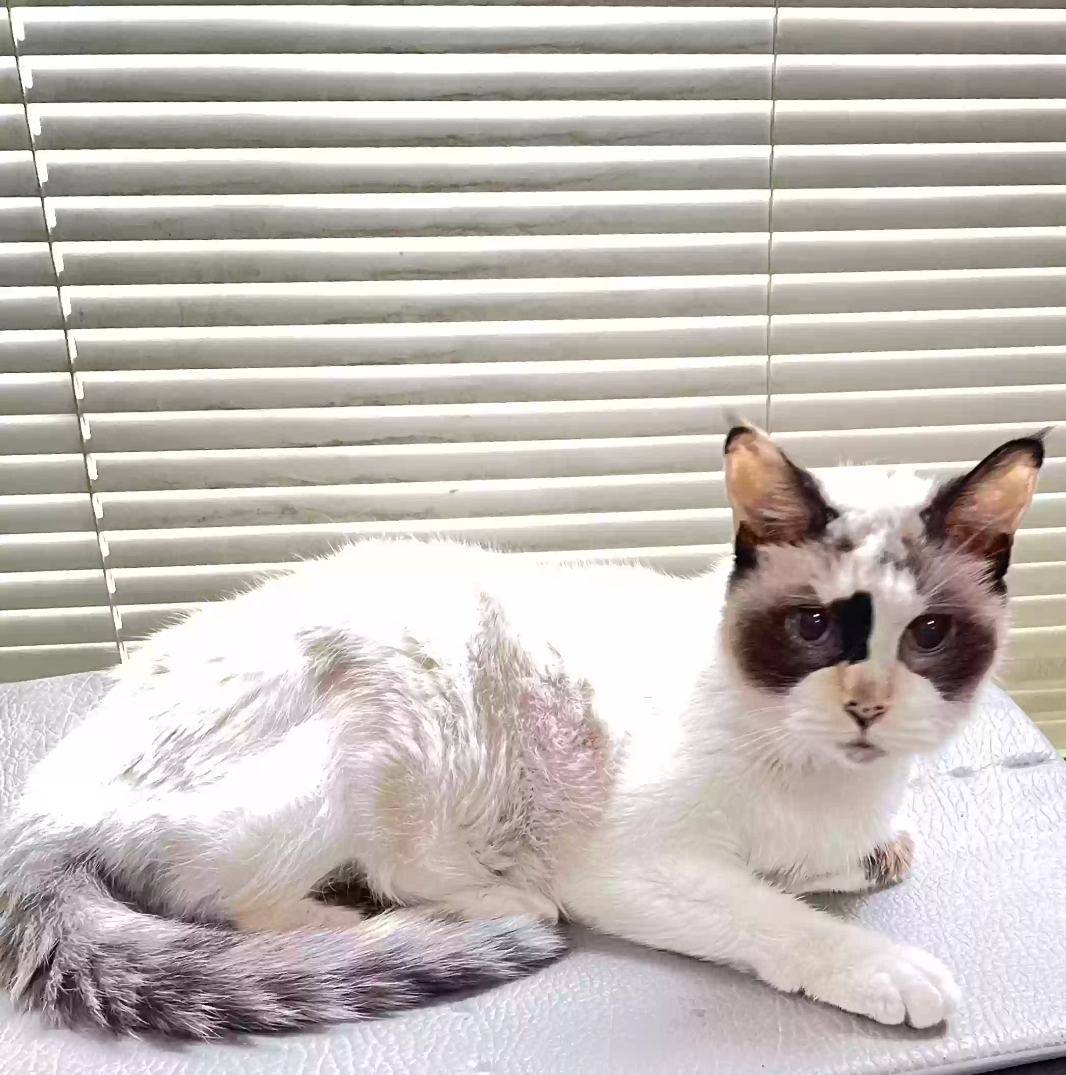 adoptable Cat in Houston,TX named Sassy