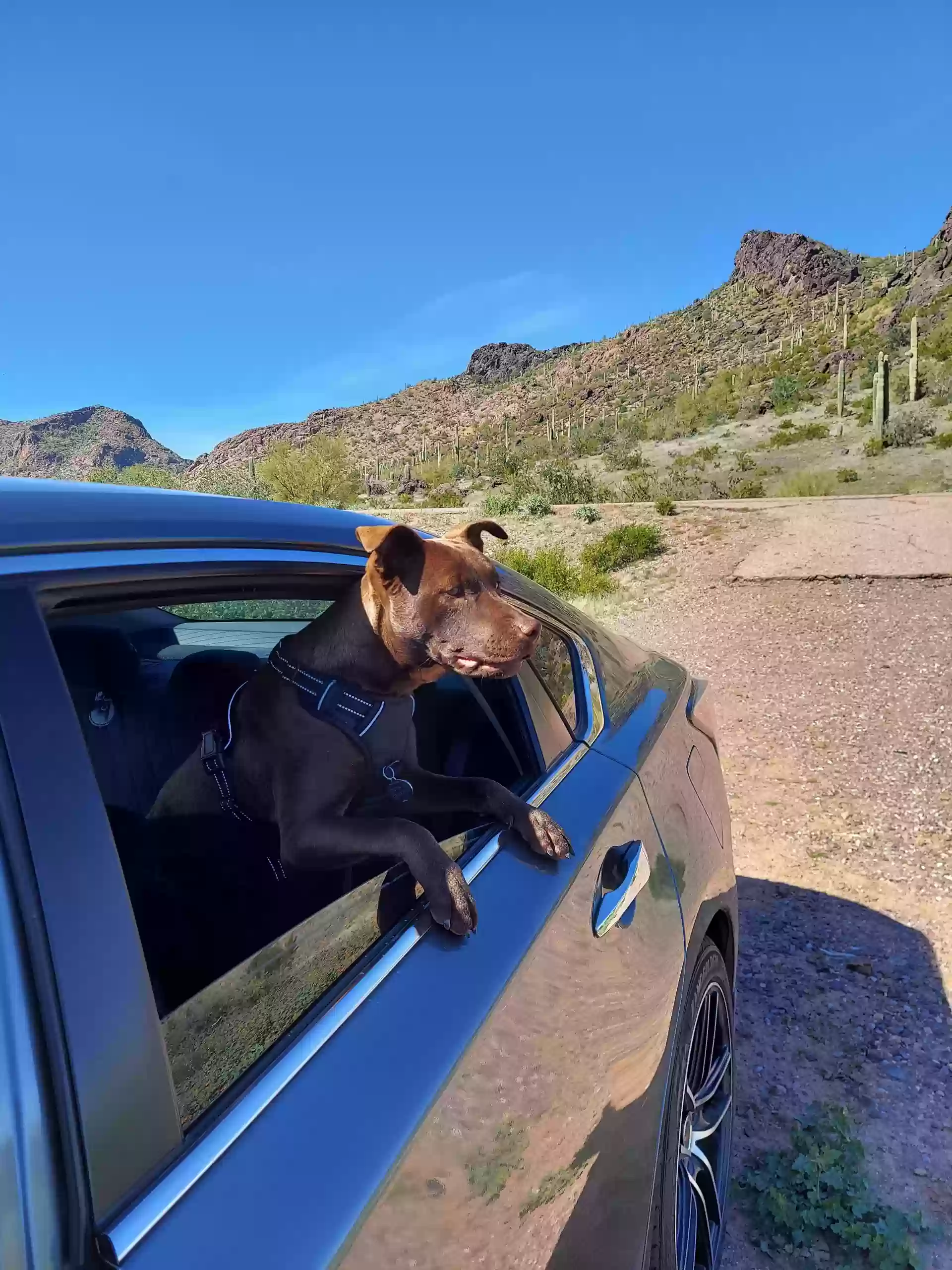 adoptable Dog in Arizona City,AZ named Luna