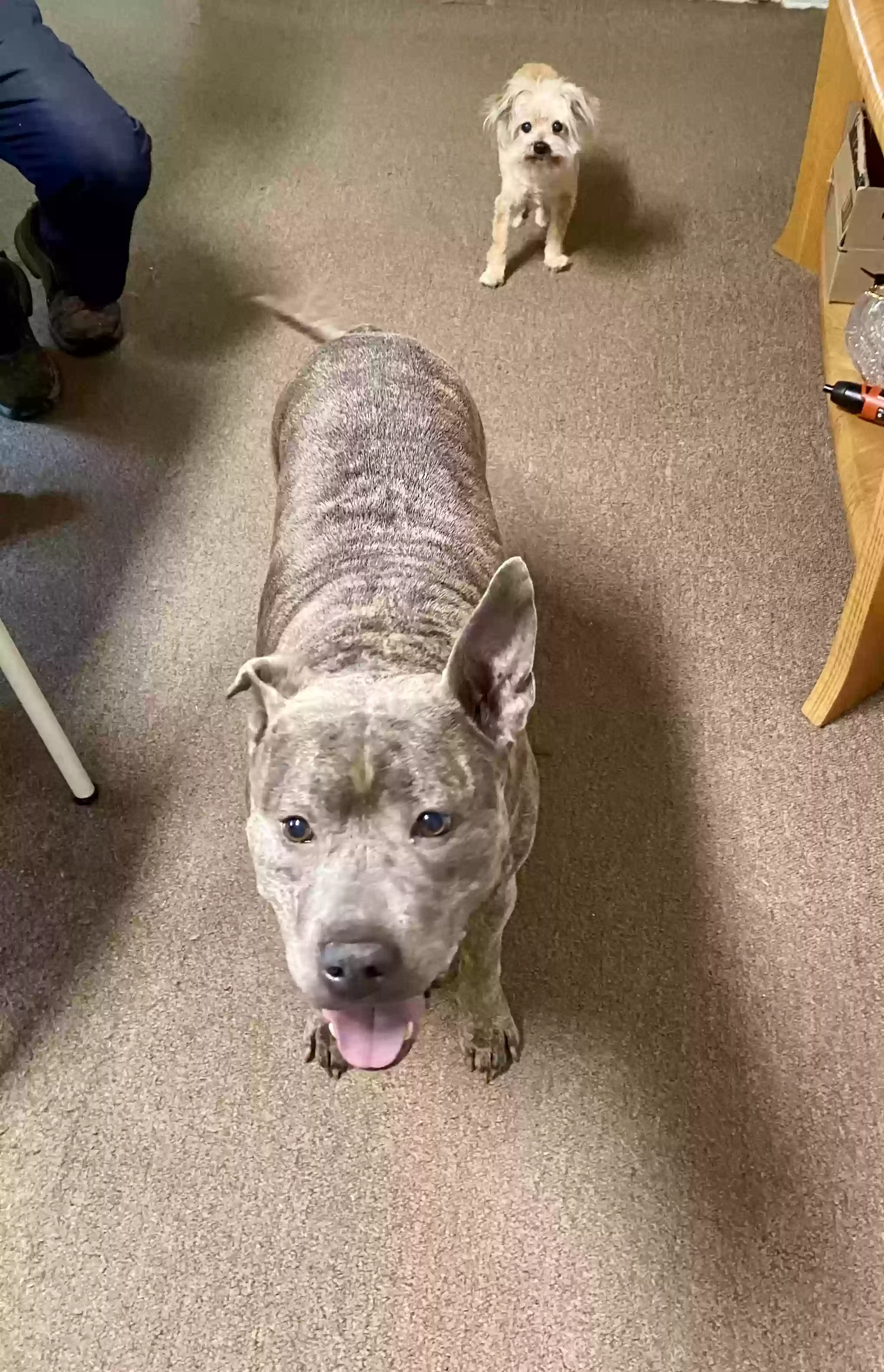 adoptable Dog in Durham,NC named Stormy