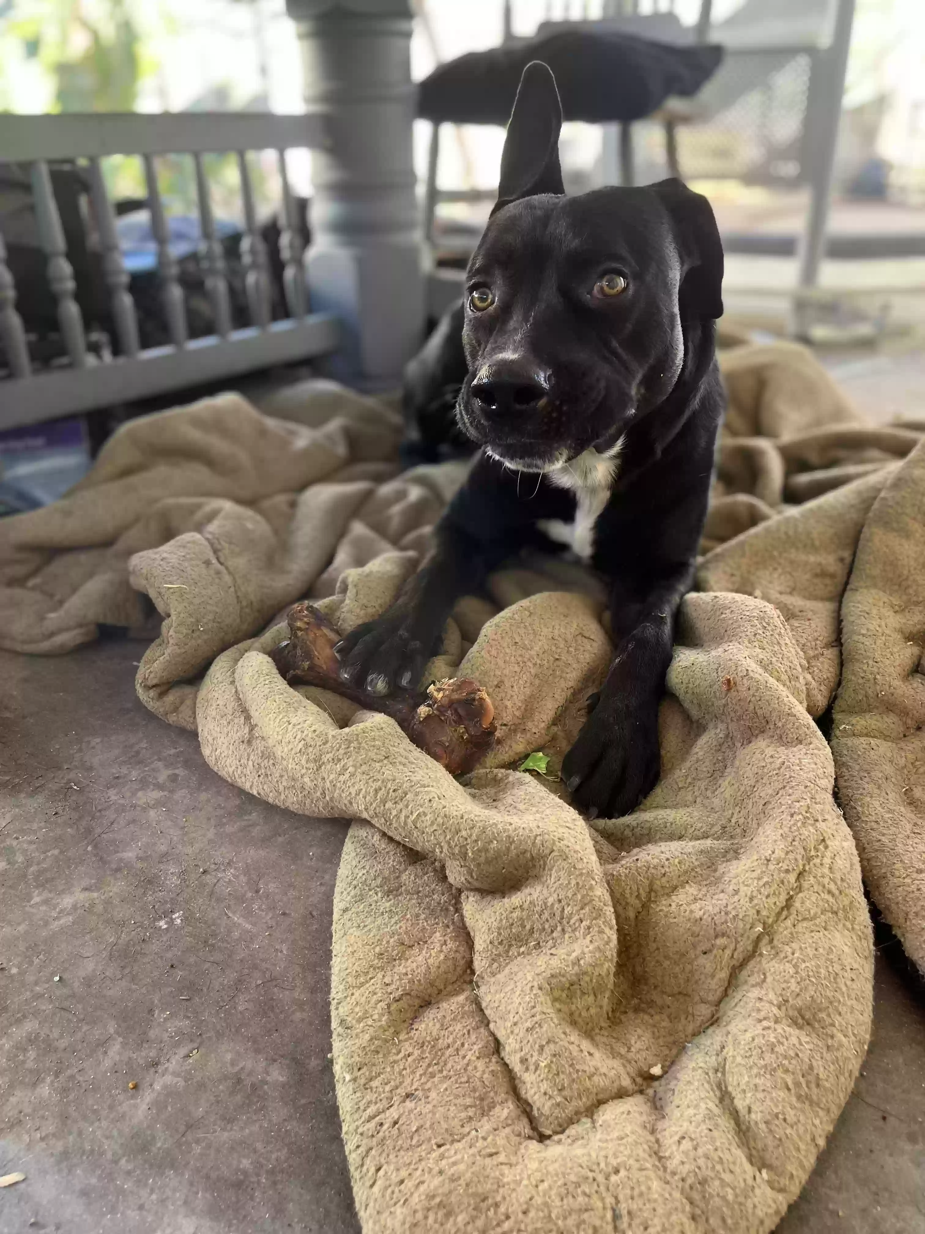 adoptable Dog in Corona,CA named Roscoe