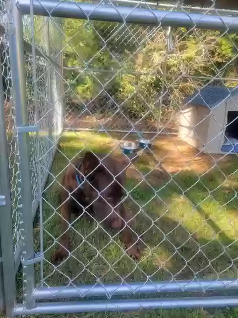 adoptable Dog in Opelika,AL named Pepsi