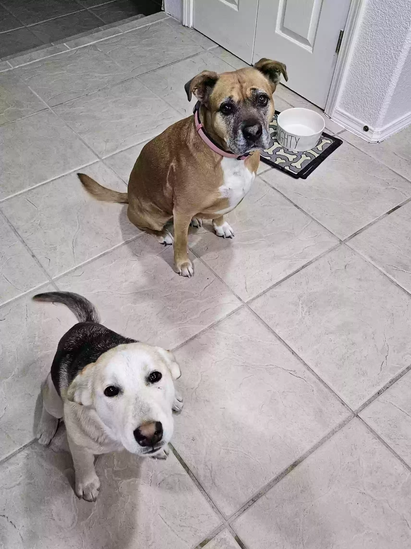 adoptable Dog in El Paso,TX named Sunny
