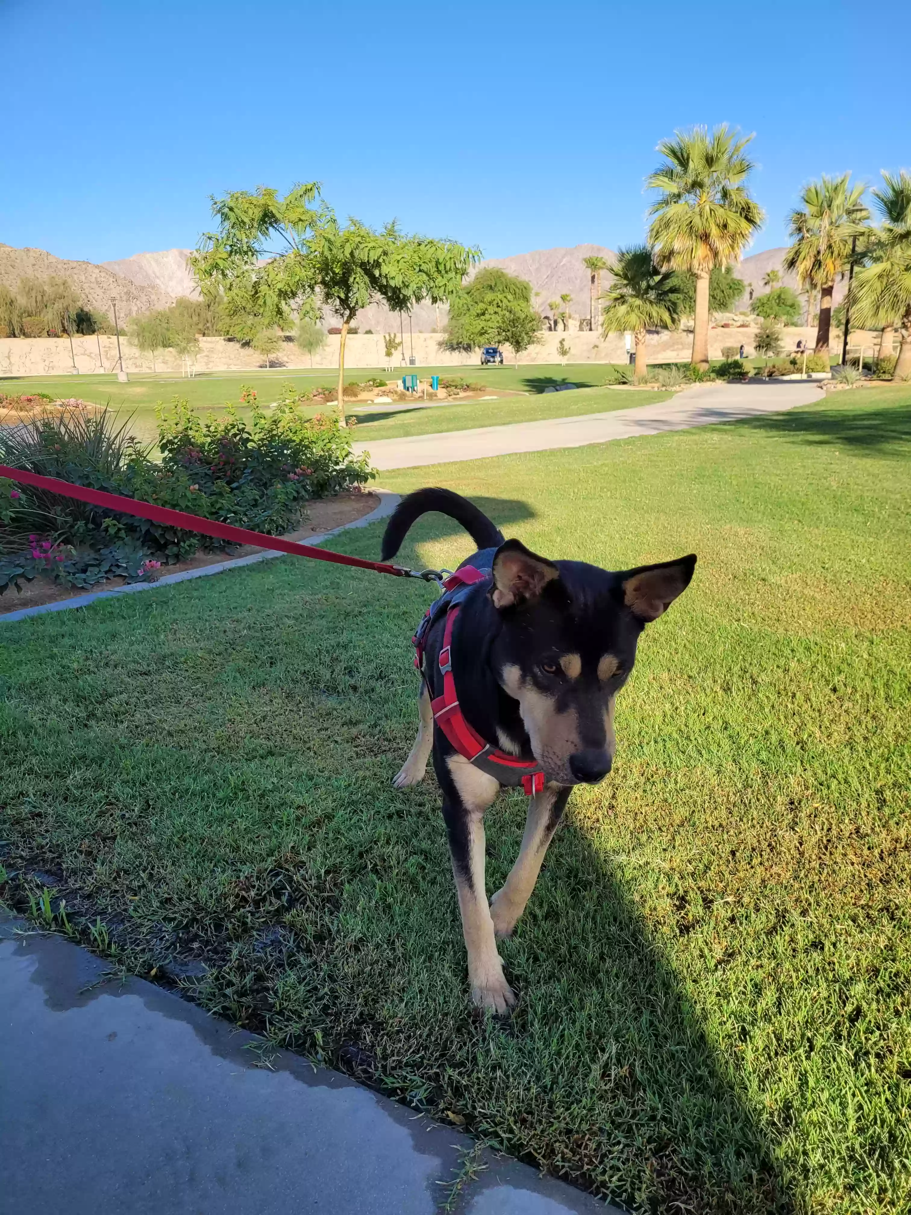 adoptable Dog in La Quinta,CA named Hunter