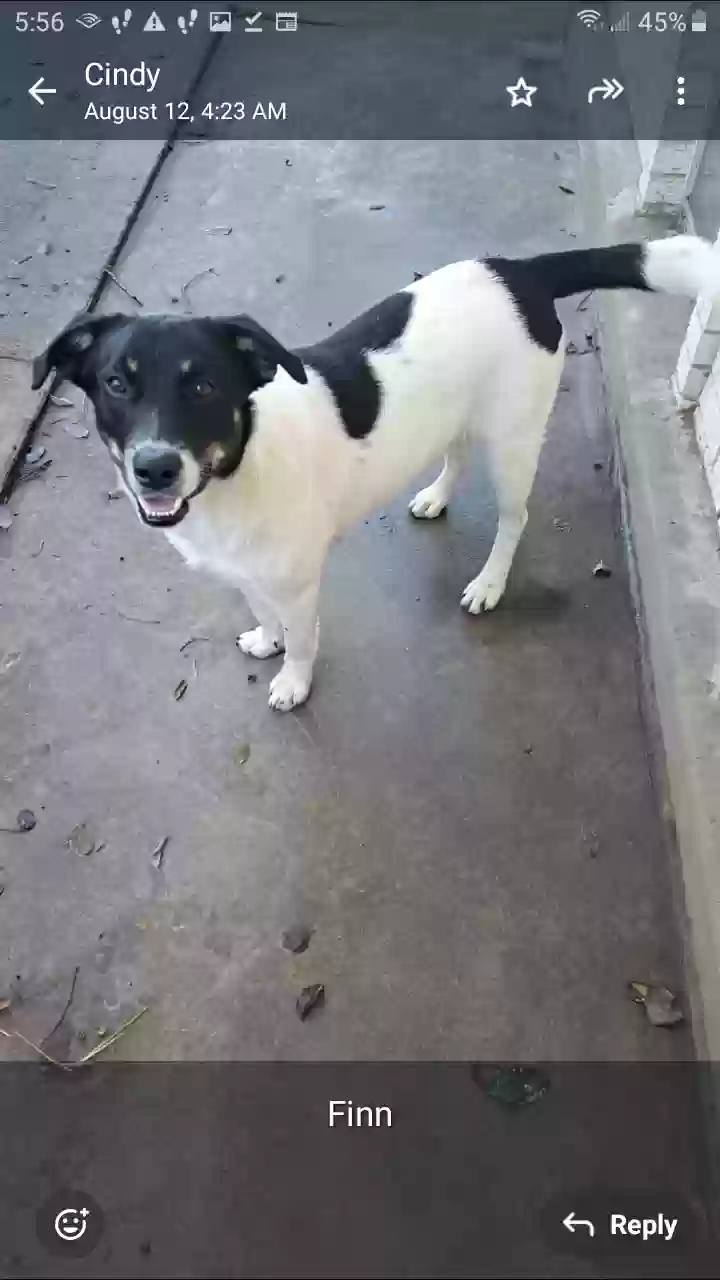 adoptable Dog in Portland,TX named Finn