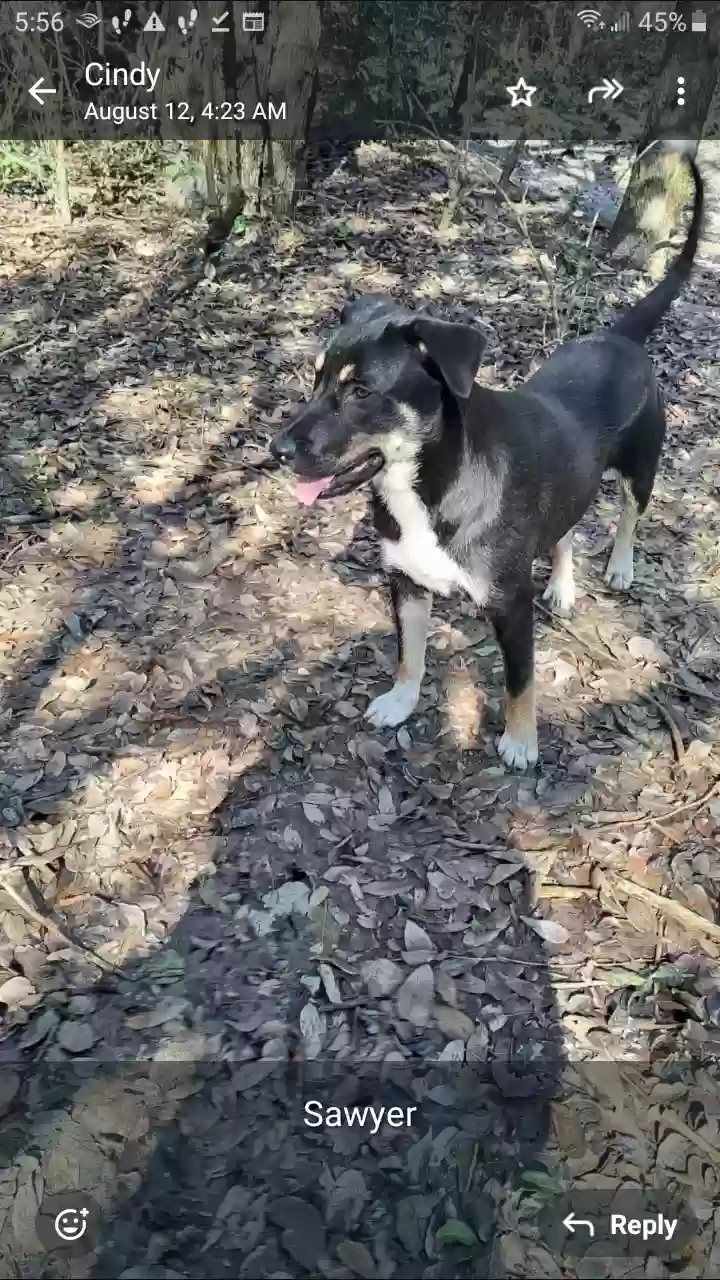 adoptable Dog in Portland,TX named Sawyer