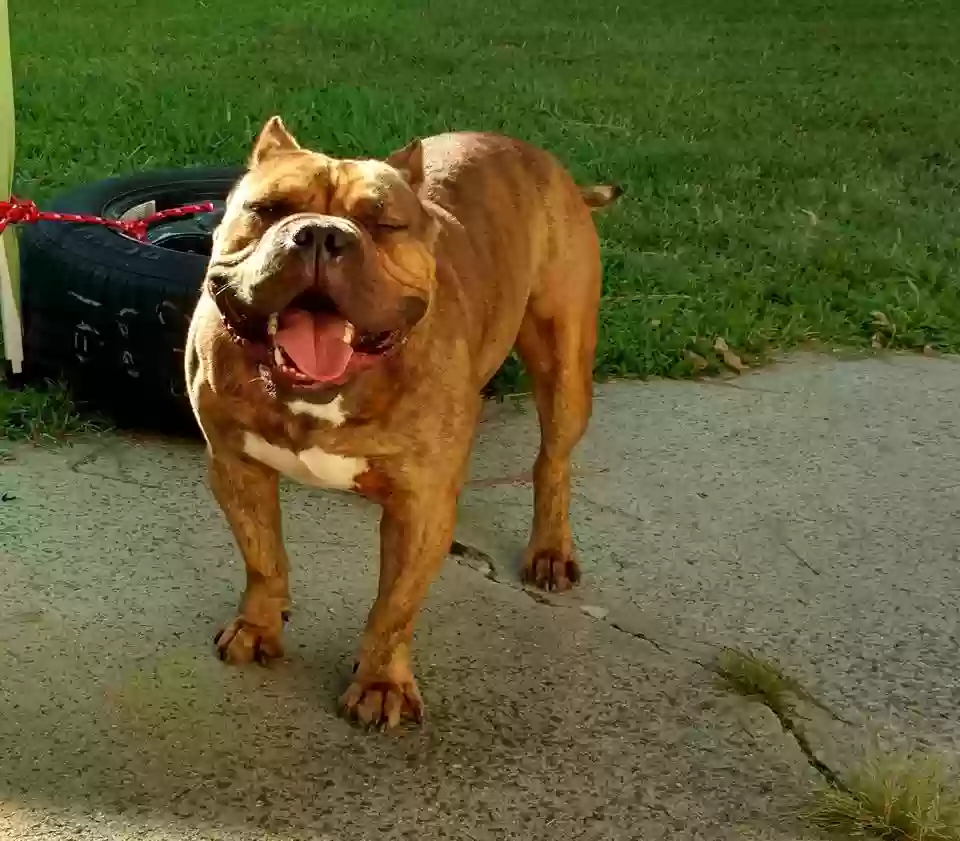 adoptable Dog in Greensboro,NC named Beast