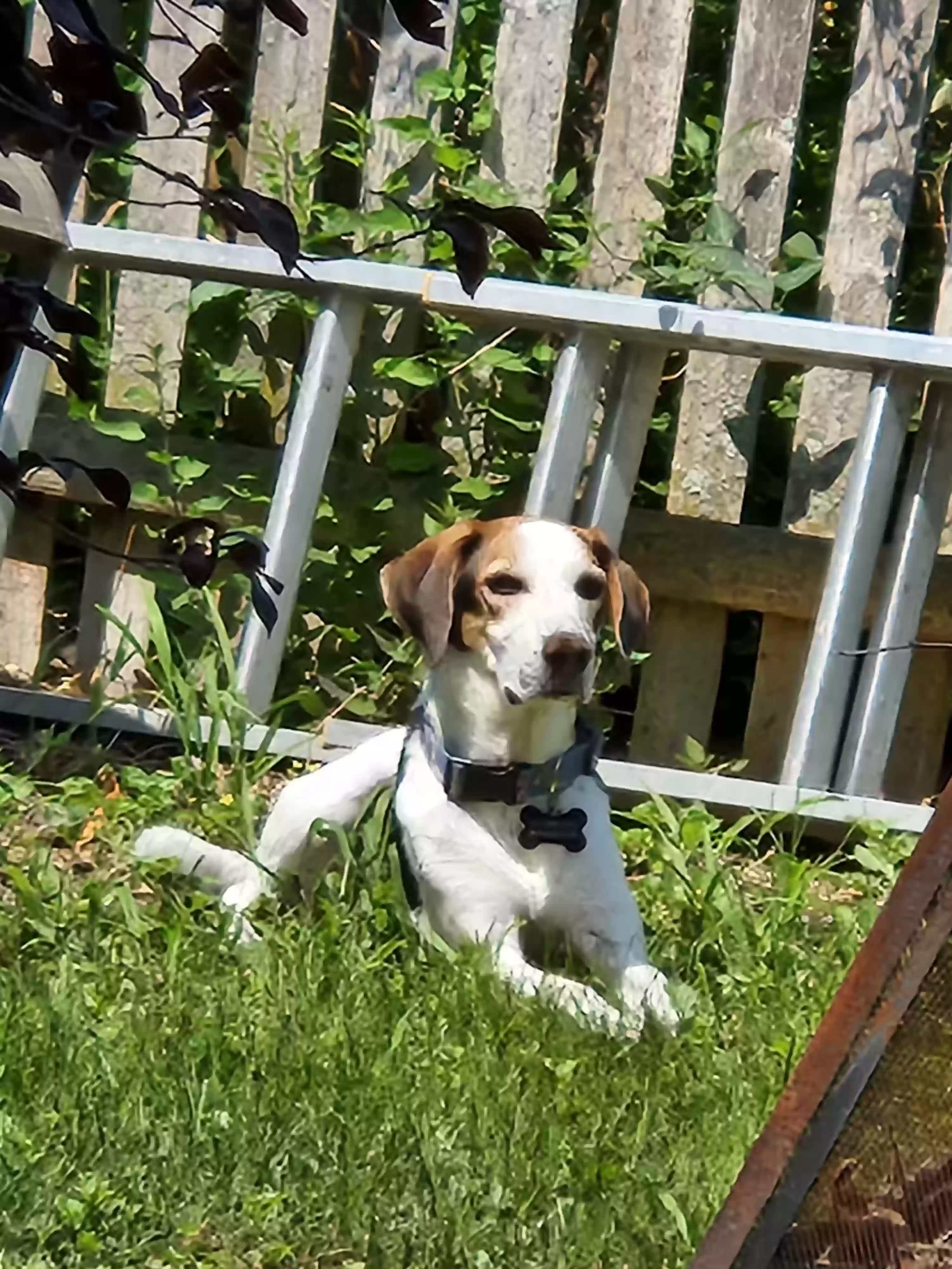 adoptable Dog in Fitchburg,MA named Buddy