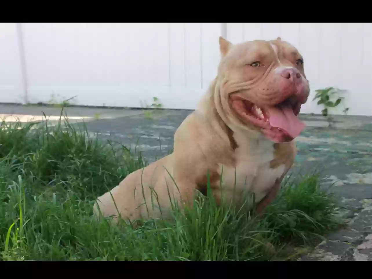 adoptable Dog in Rockaway Park,NY named Drako