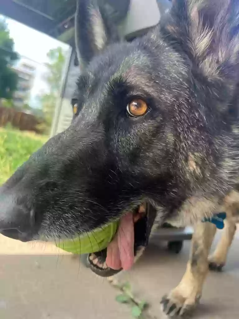 adoptable Dog in Aurora,CO named Zesus