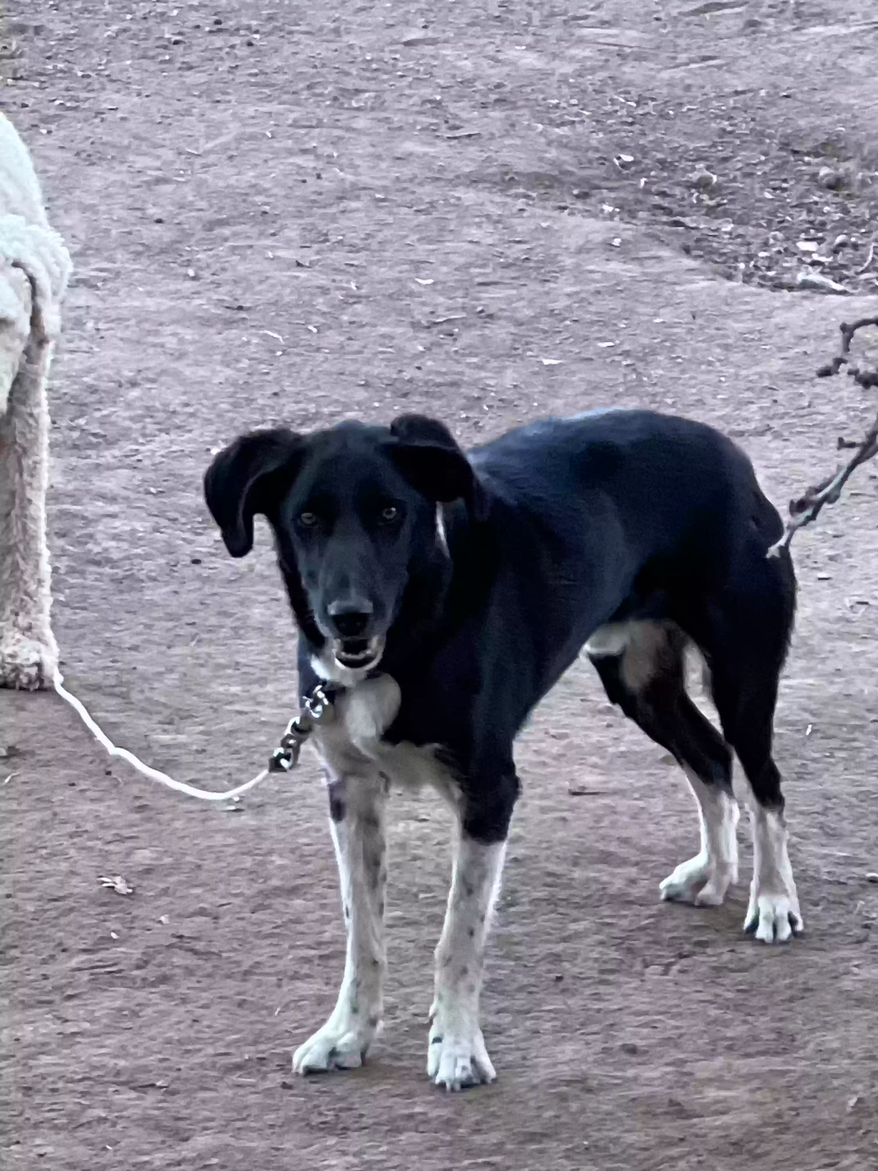 adoptable Dog in Mount Pleasant,UT named Happy