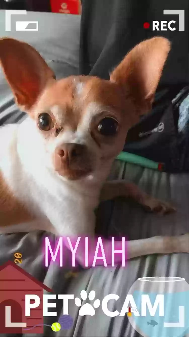 adoptable Dog in Buffalo,NY named Myiah