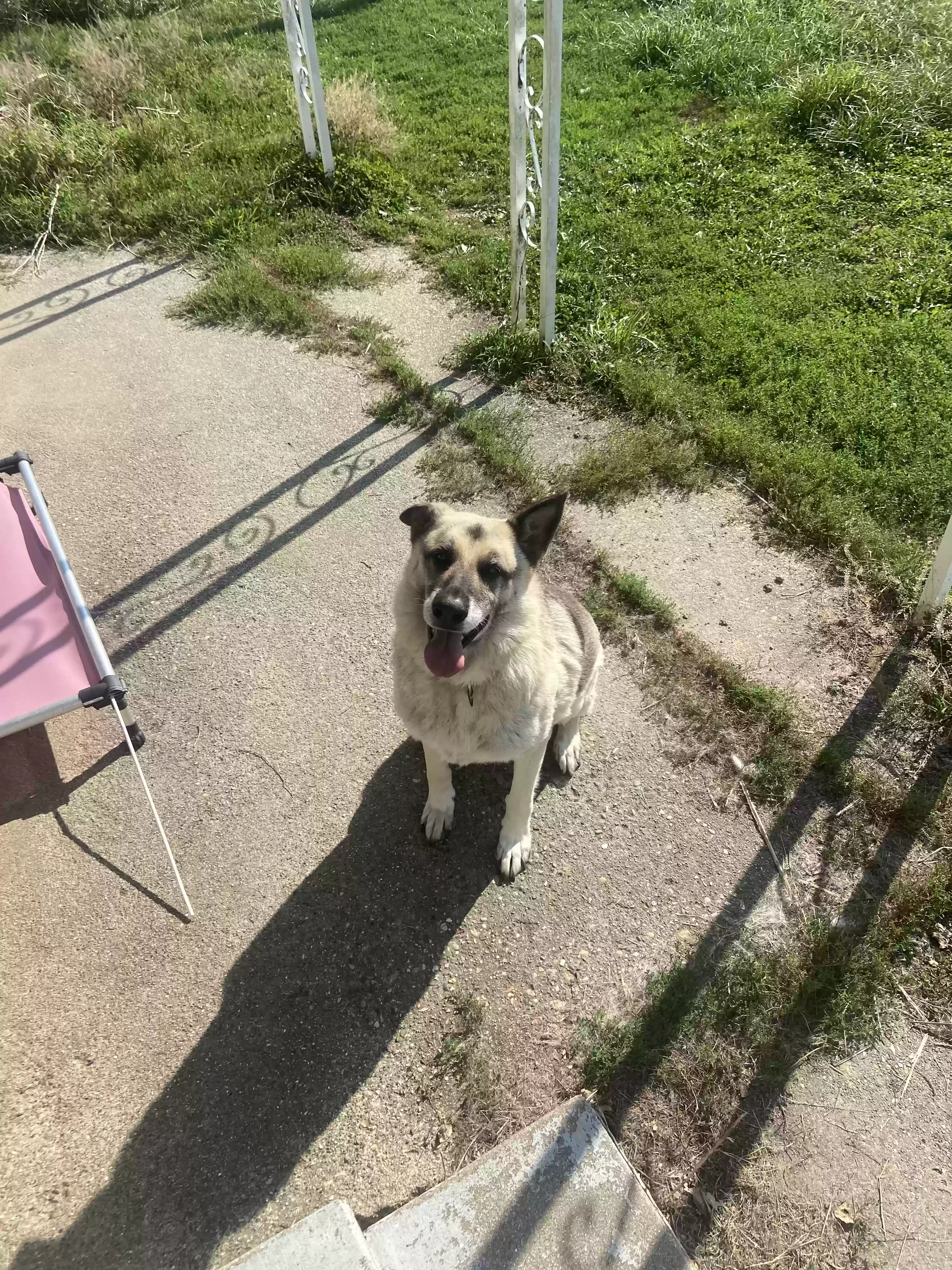 adoptable Dog in Hazleton,IN named Swagger