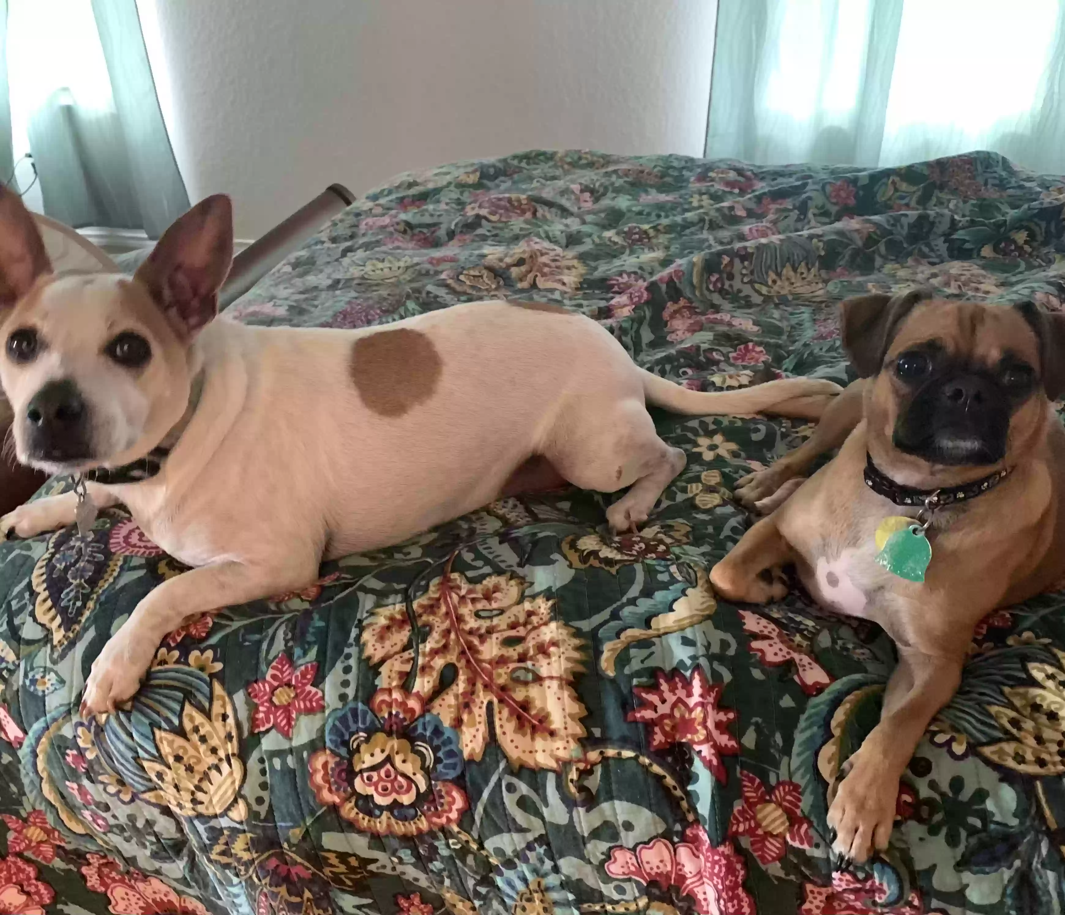 adoptable Dog in Cibolo,TX named Tango and Oliver