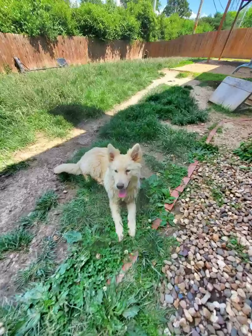 adoptable Dog in Saint Louis,MO named No name