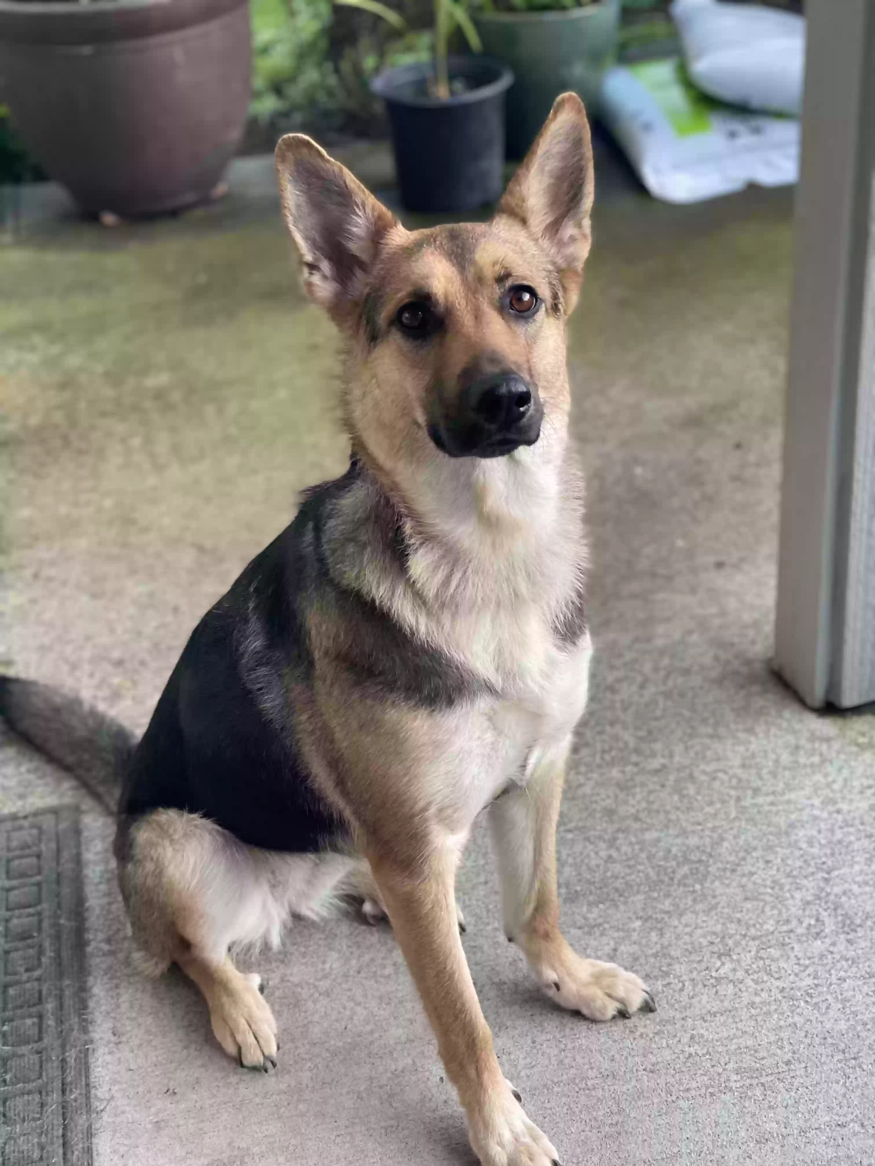 adoptable Dog in Lopez Island,WA named Wiley