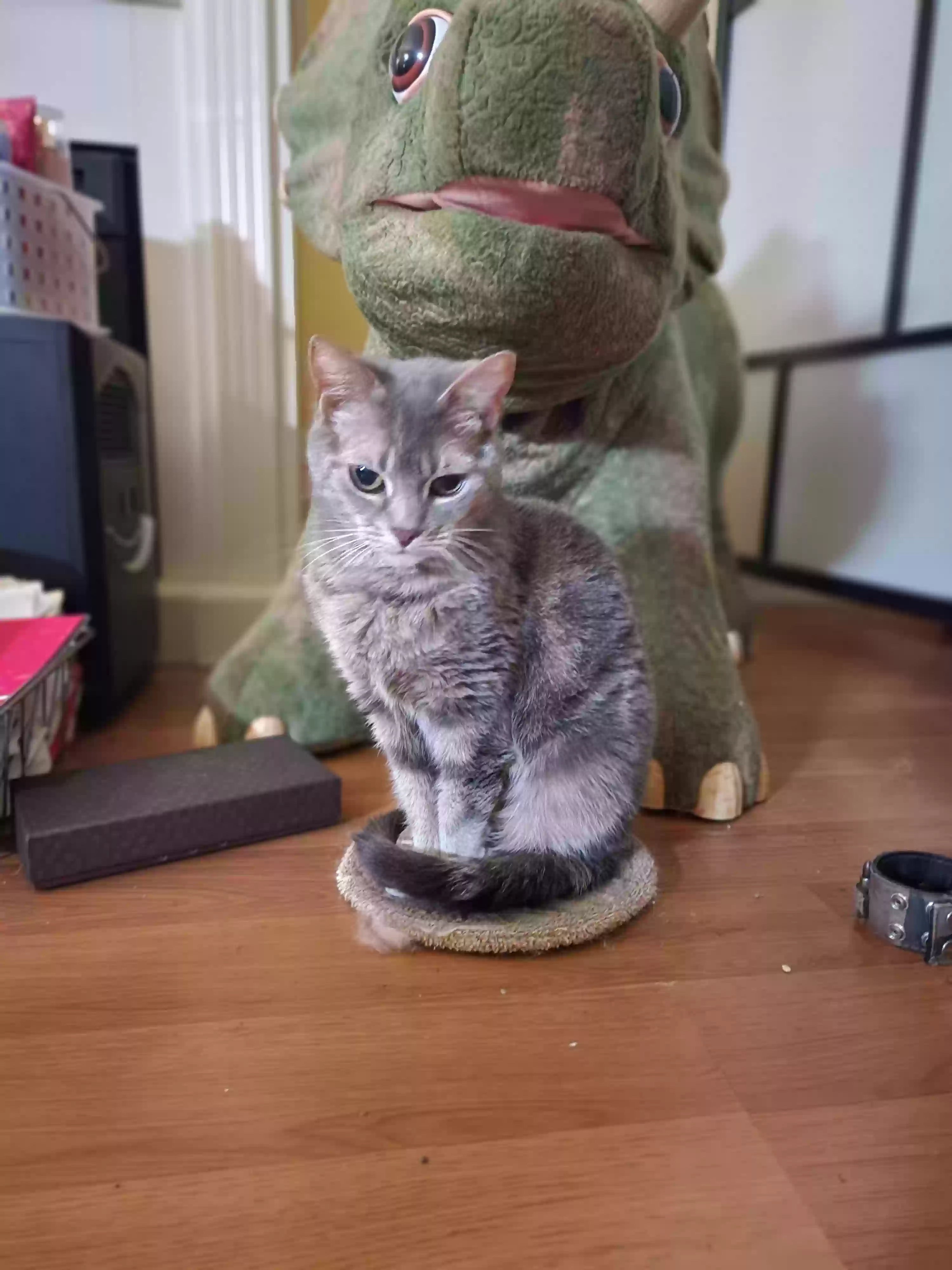 adoptable Cat in Twinsburg,OH named tiny and toya