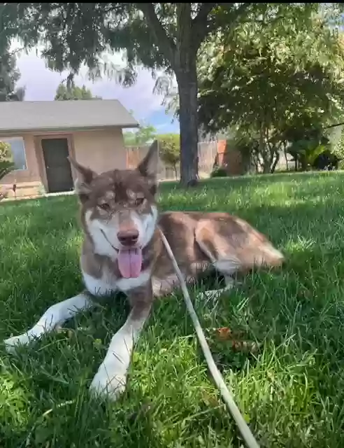 adoptable Dog in Visalia,CA named khalani