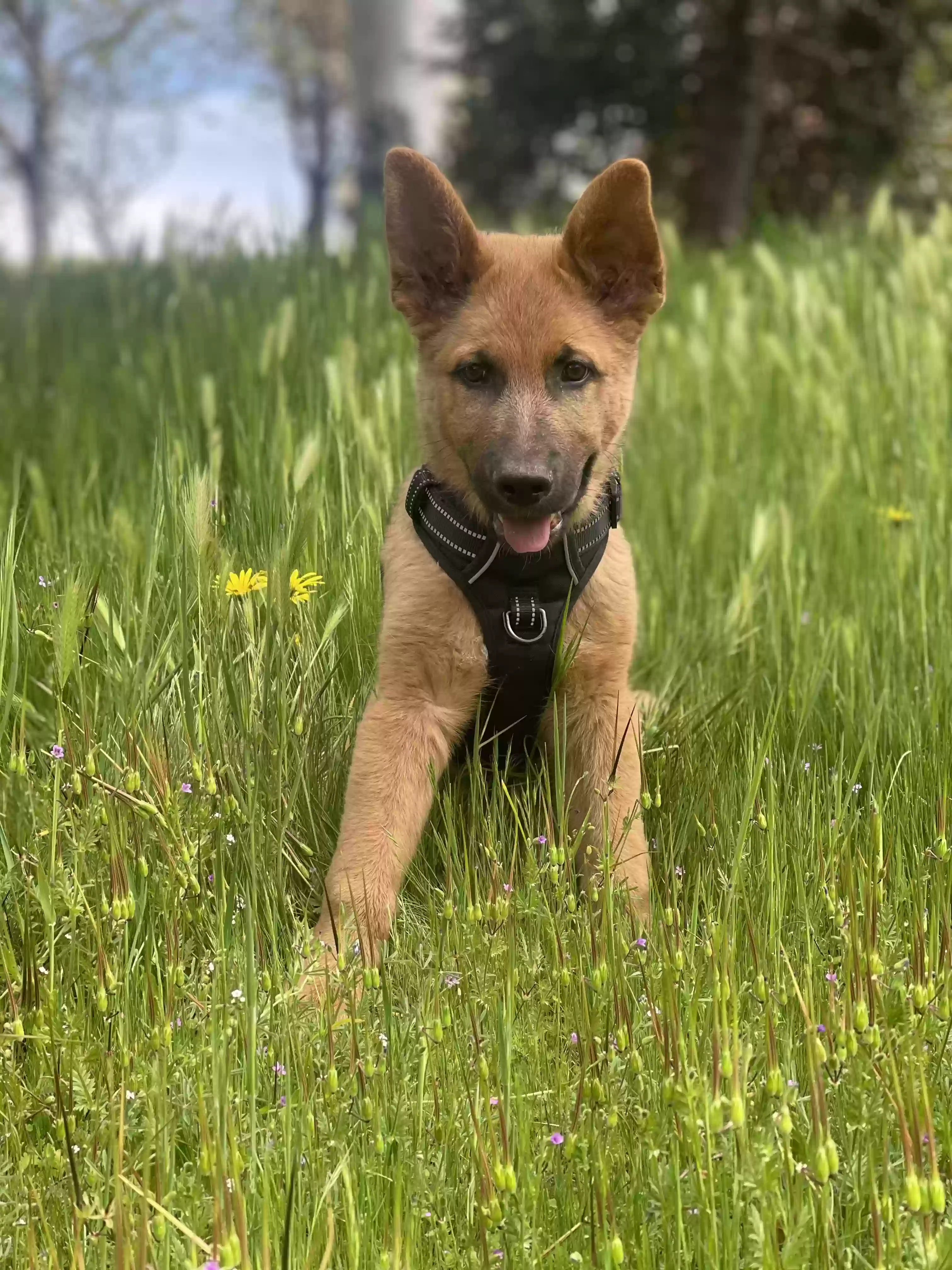 adoptable Dog in Ahwahnee,CA named Harley