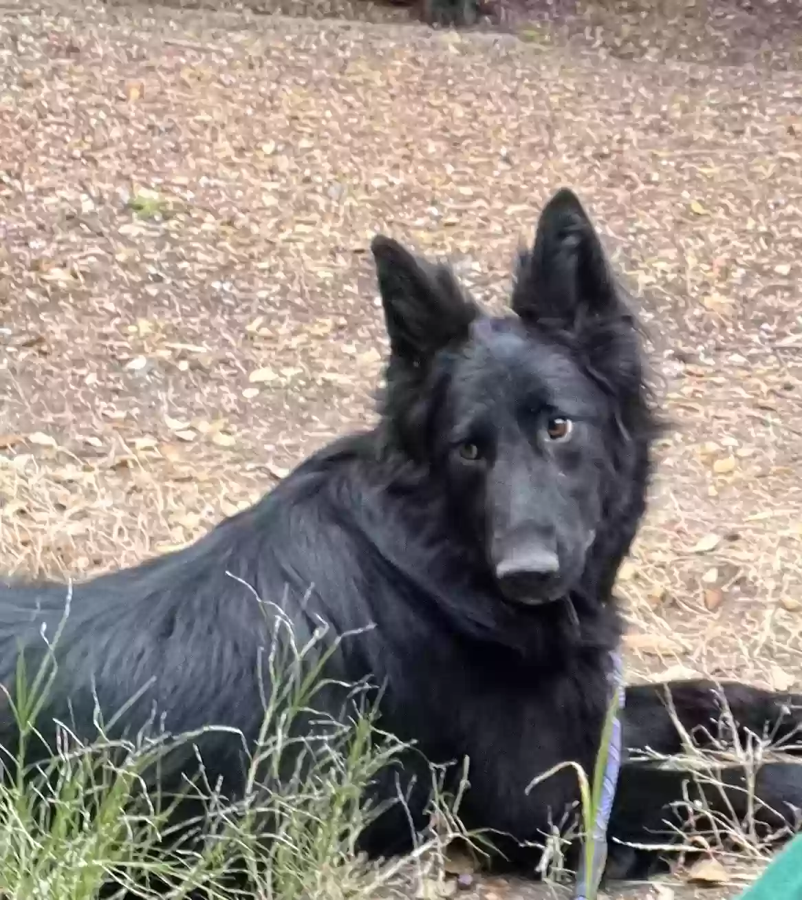 adoptable Dog in Gilbert,AZ named Nova