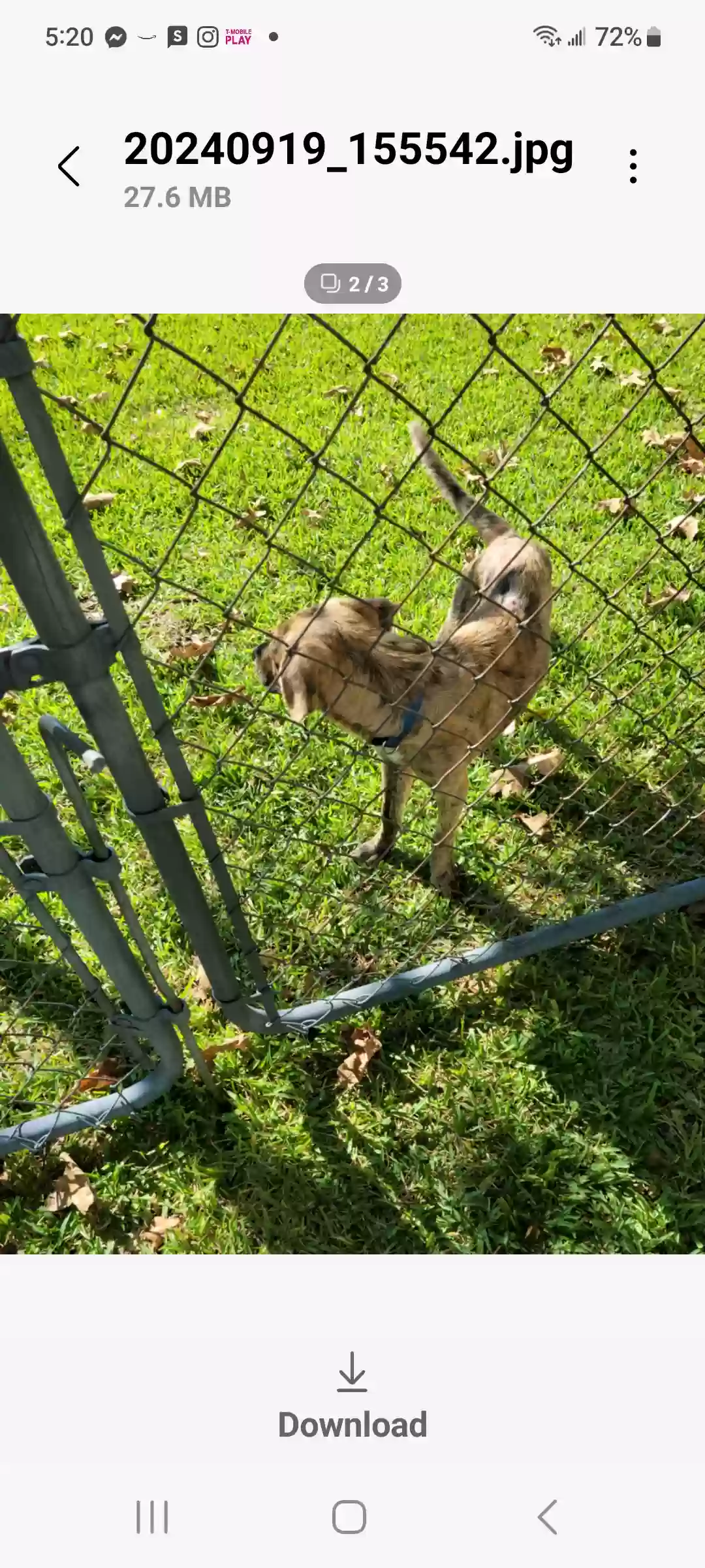 adoptable Dog in Bessemer,AL named Tigger