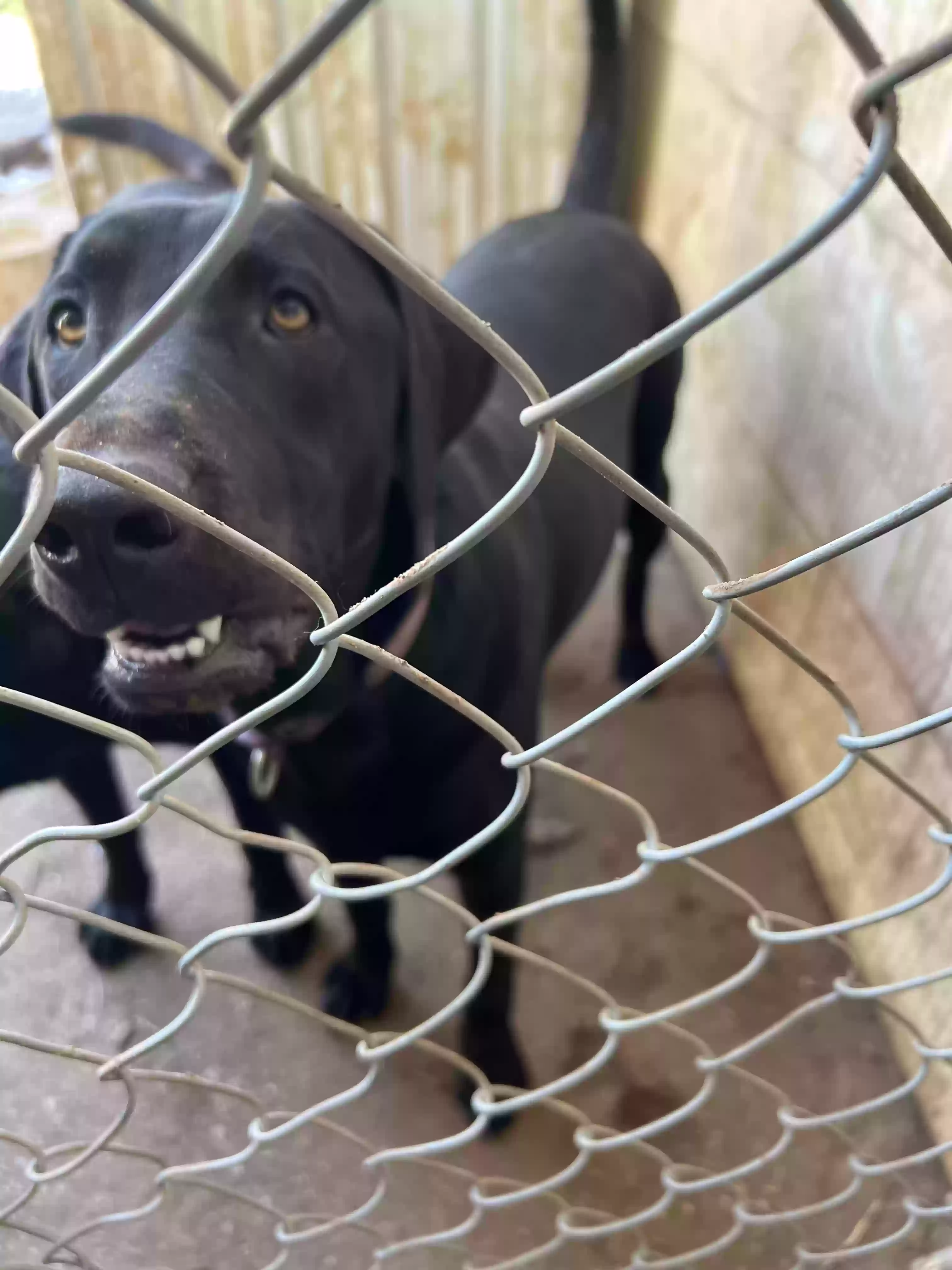 adoptable Dog in Odessa,TX named Nyx