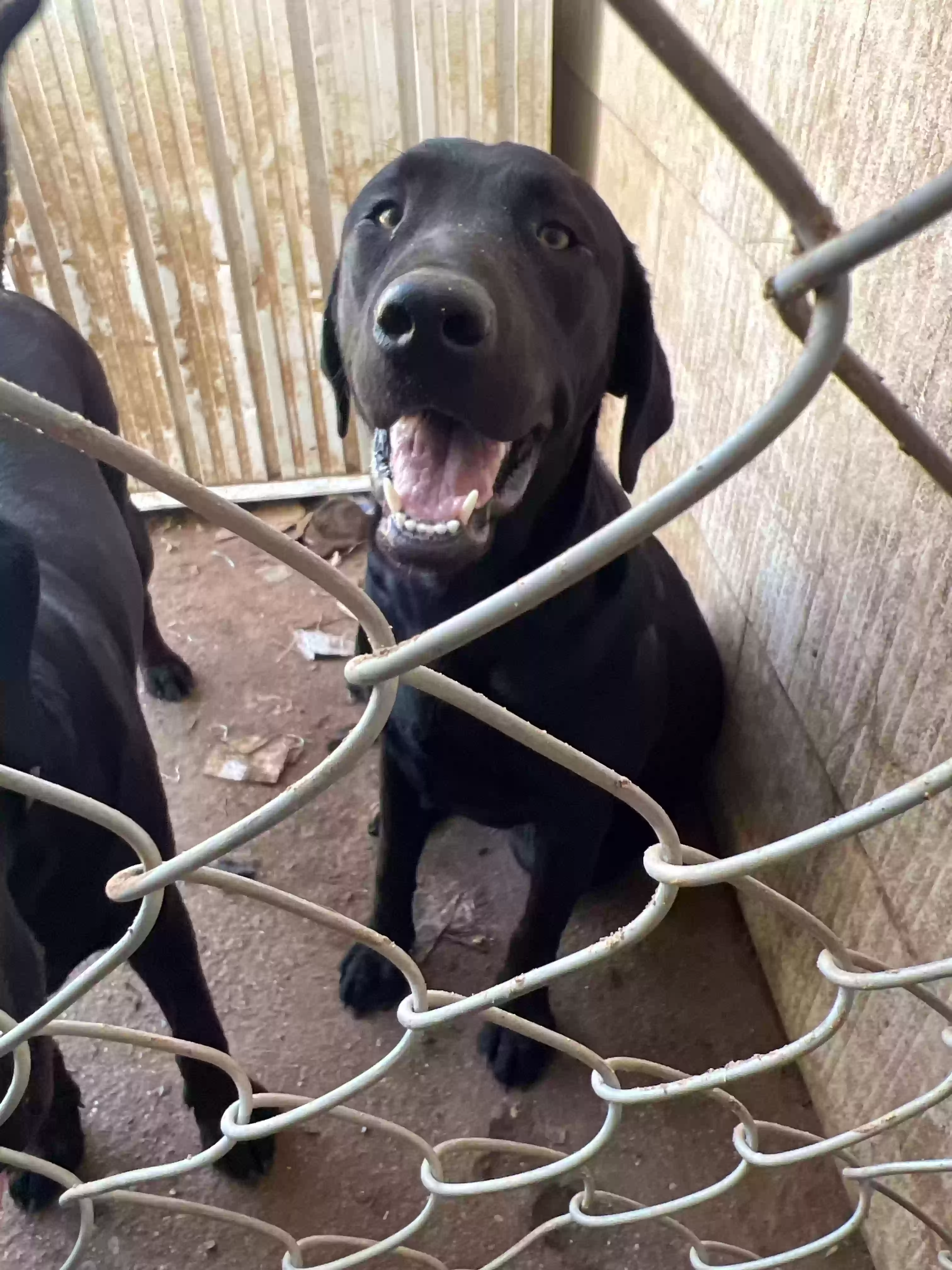 adoptable Dog in Odessa,TX named Coco