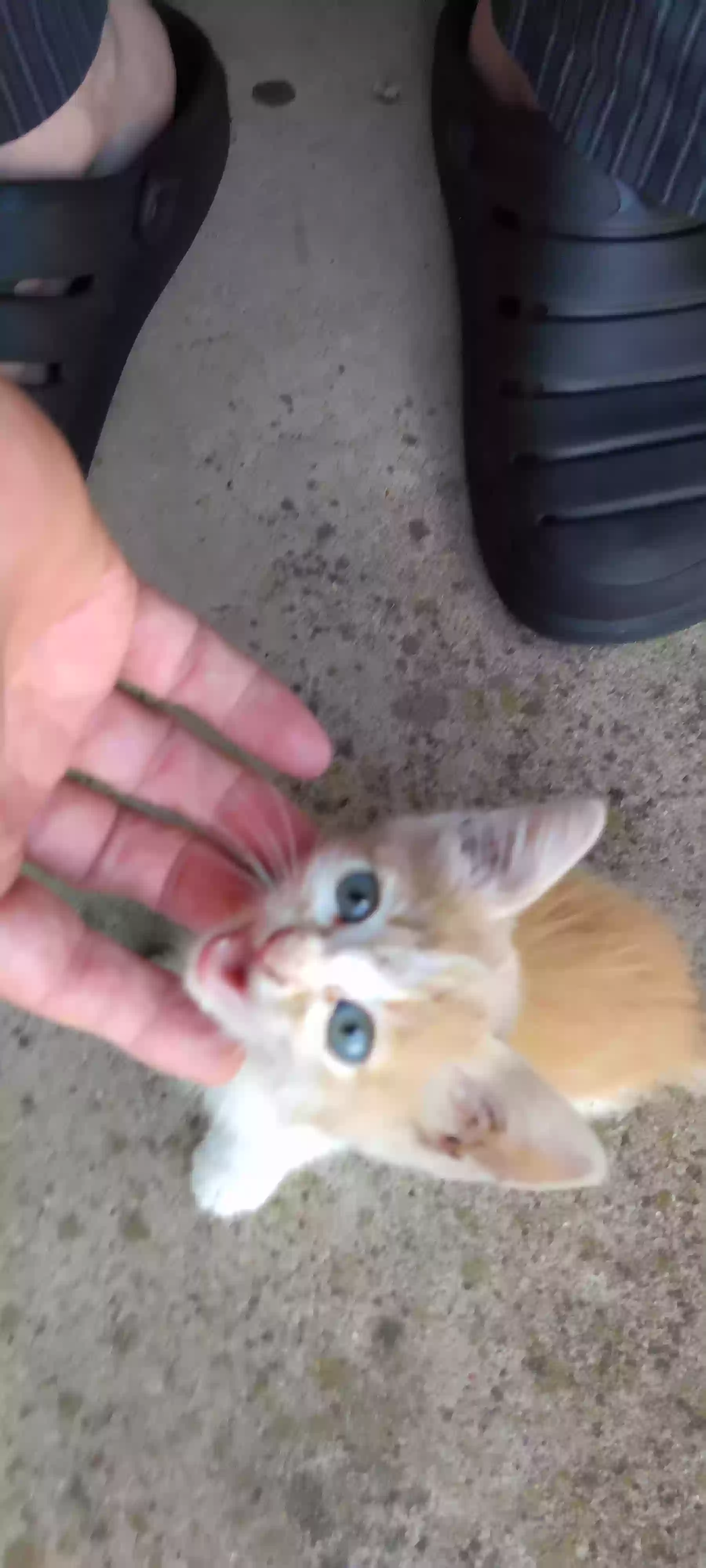 adoptable Cat in Corsicana,TX named Socks