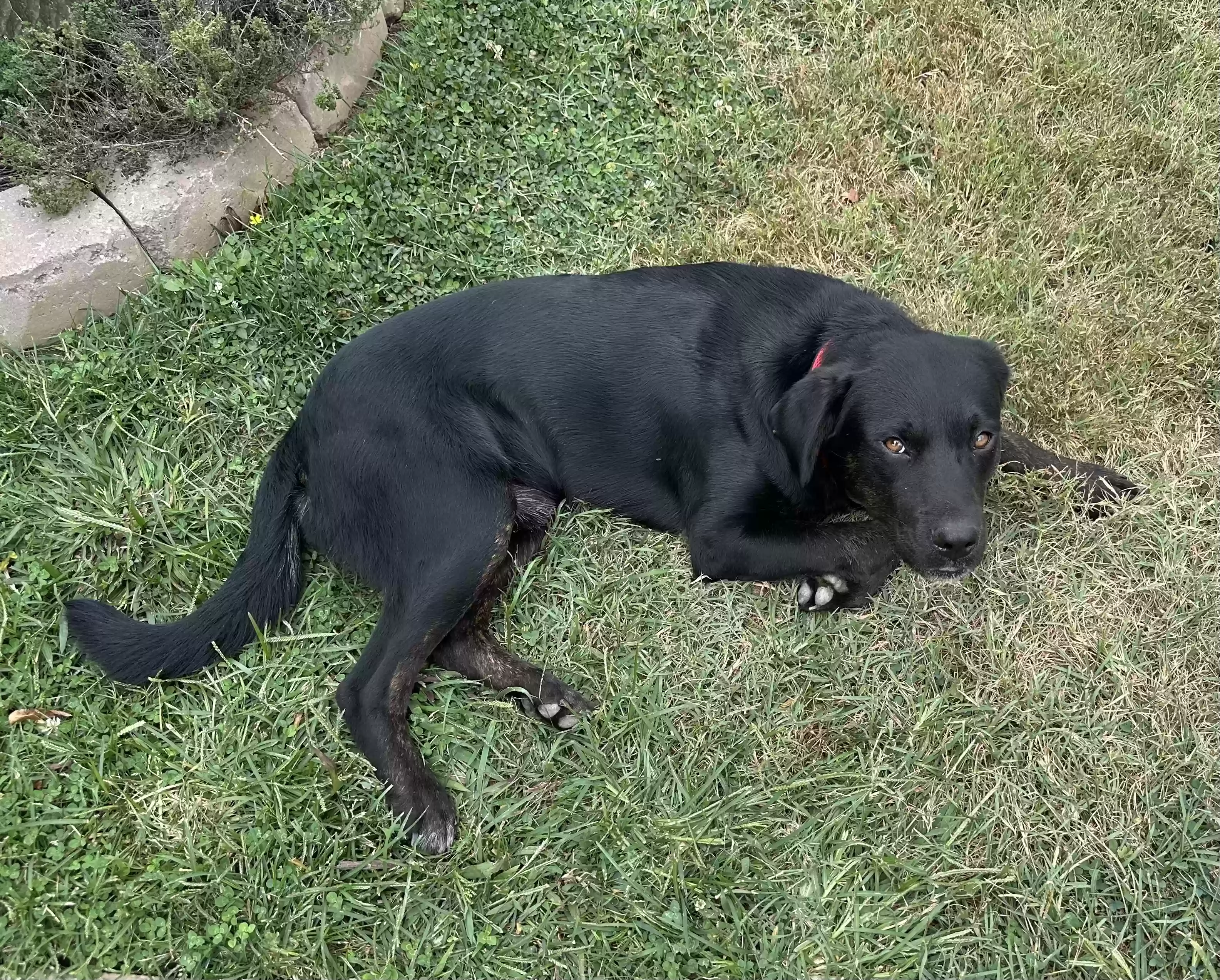 adoptable Dog in Cottontown,TN named Buddy