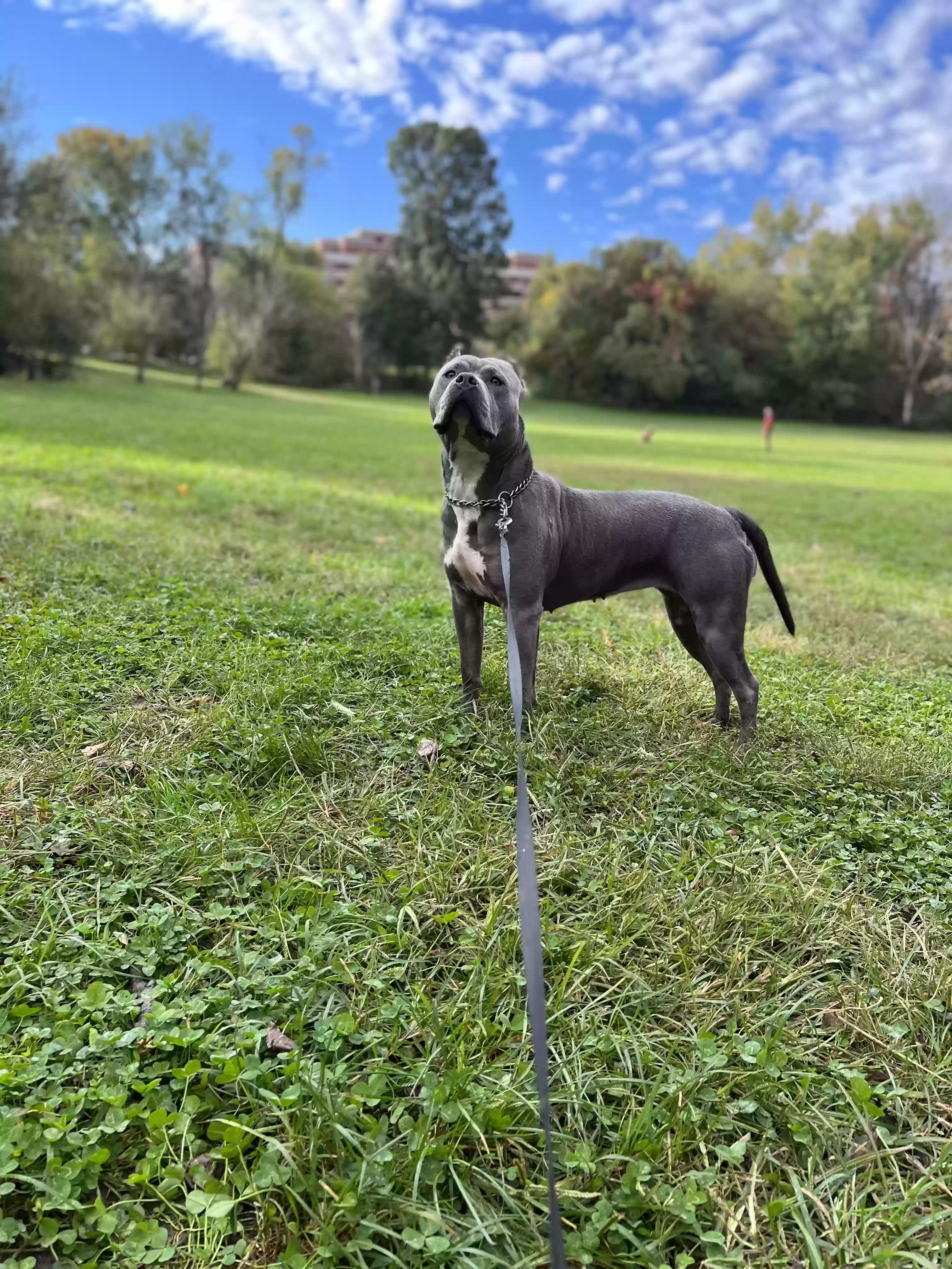 adoptable Dog in Dumfries,VA named Bronx