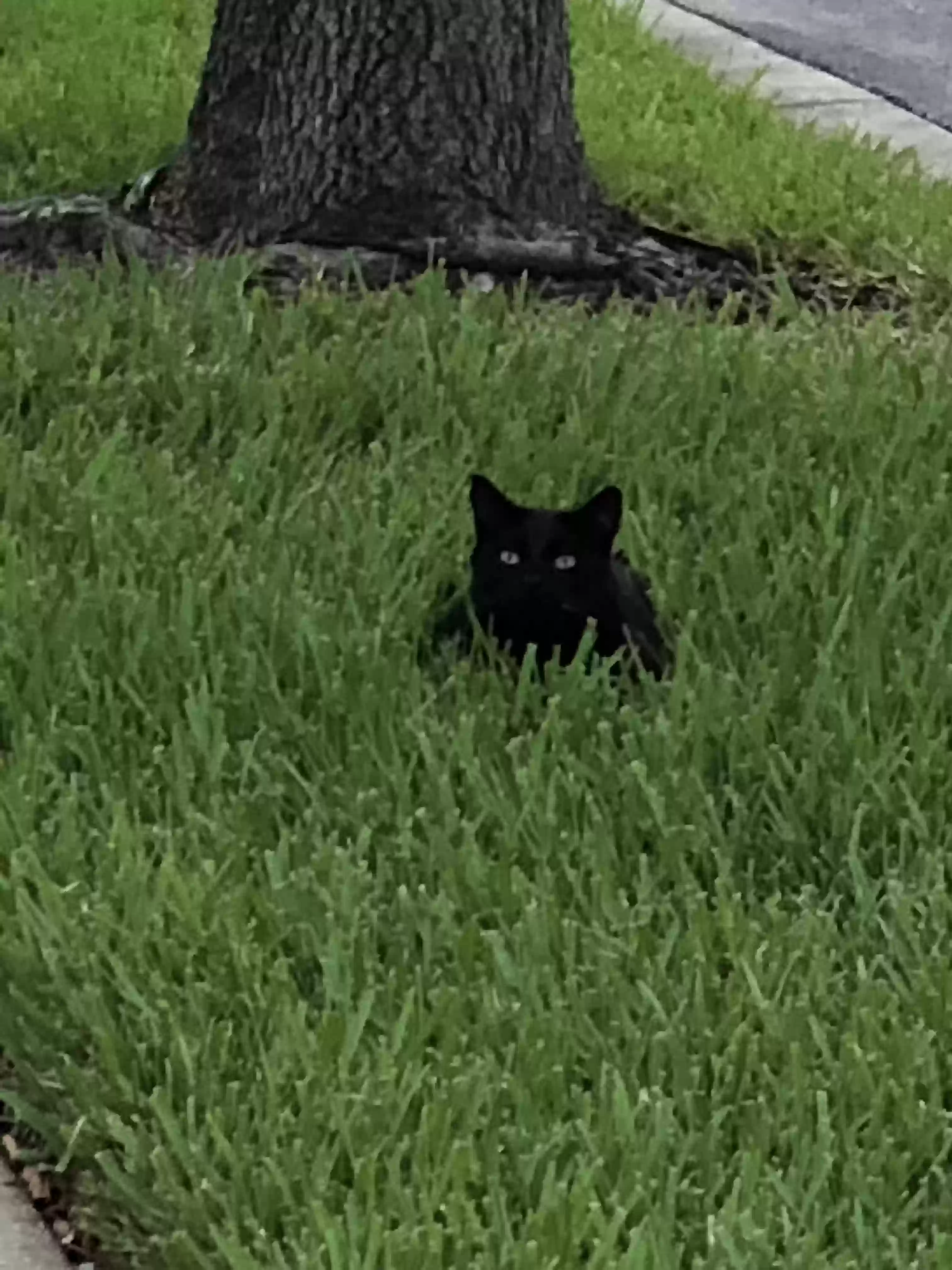 adoptable Cat in Winter Garden,FL named 