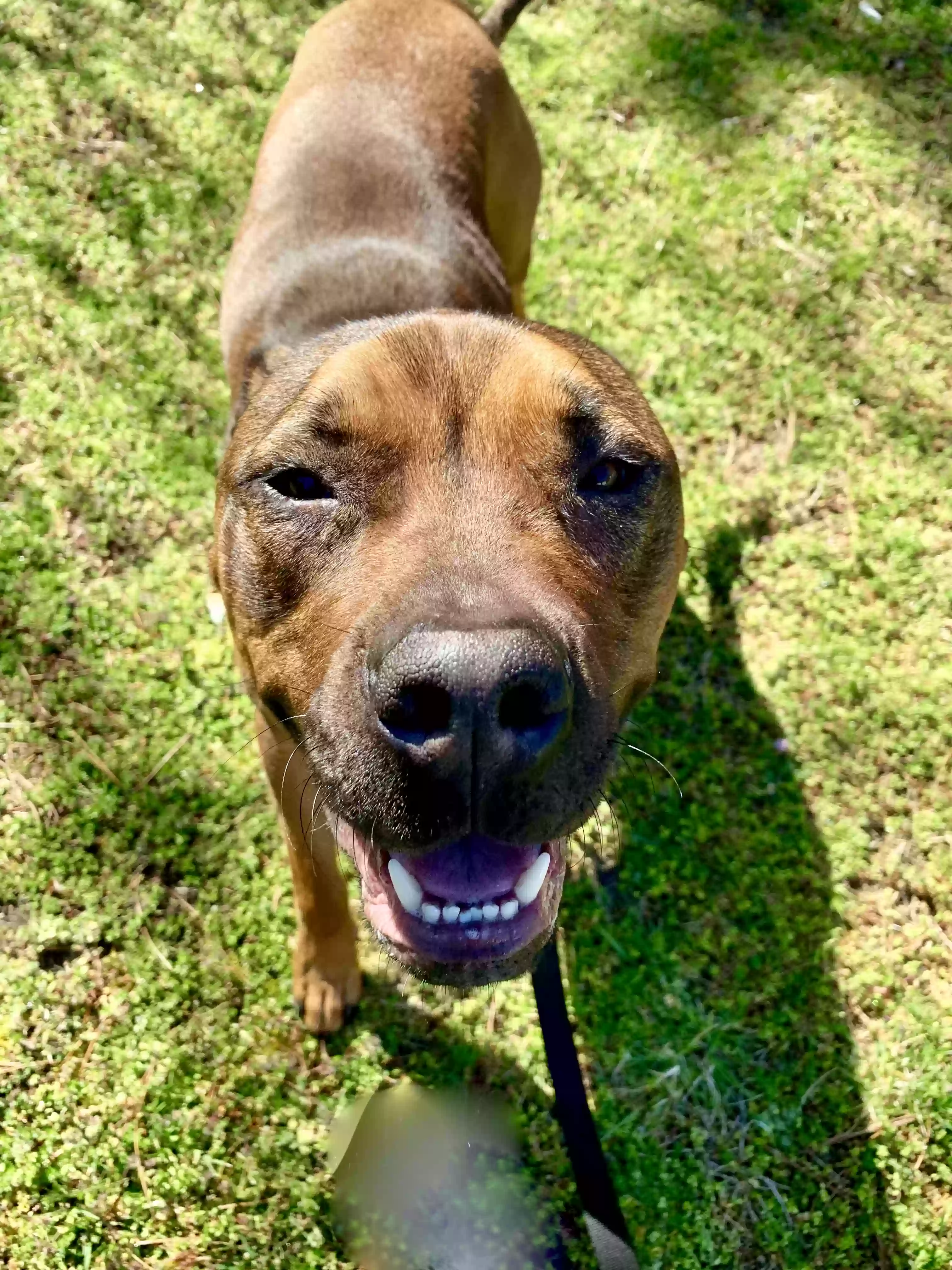 adoptable Dog in Mays Landing,NJ named Laz