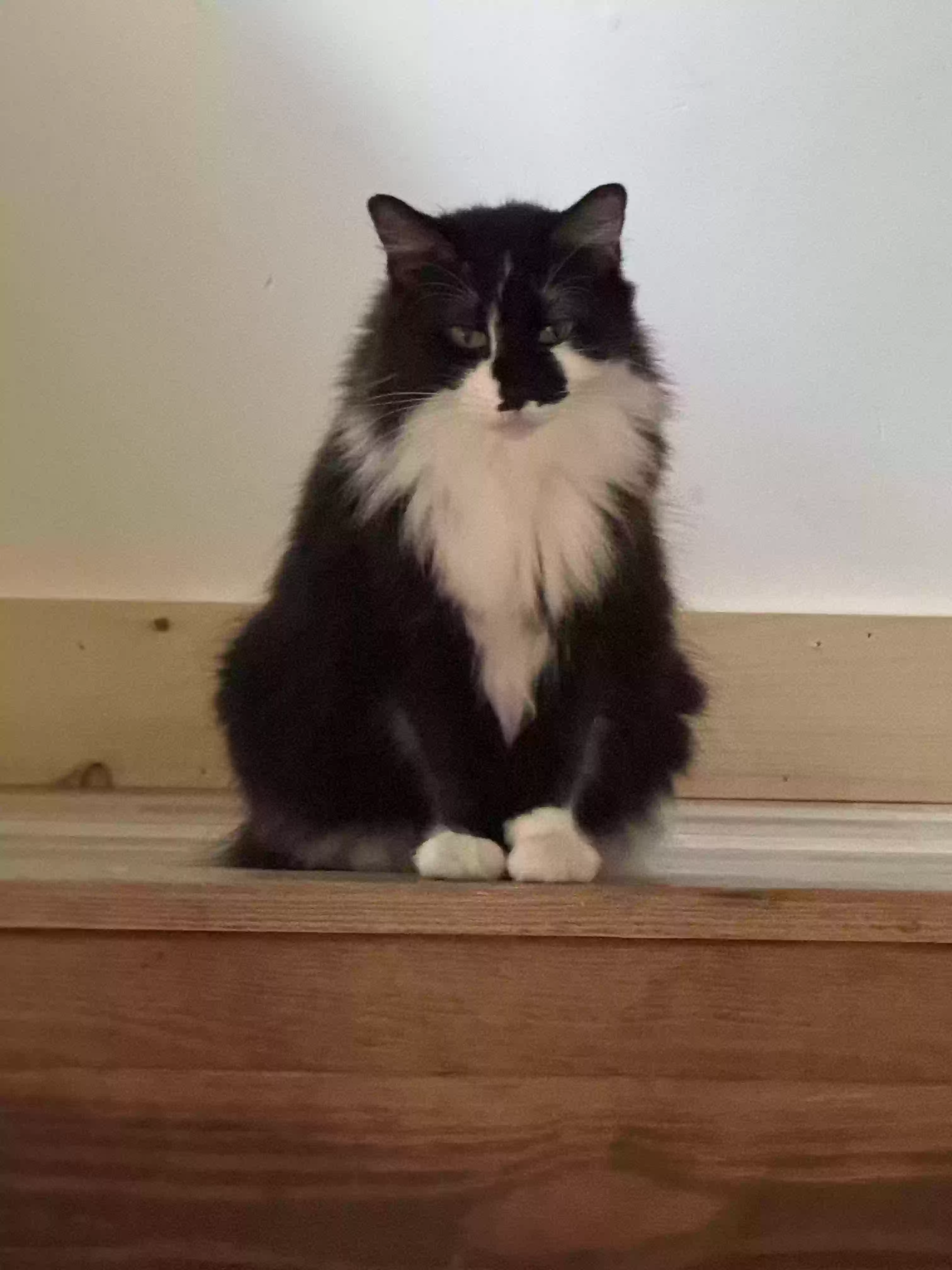 adoptable Cat in Goshen,CT named Oreo