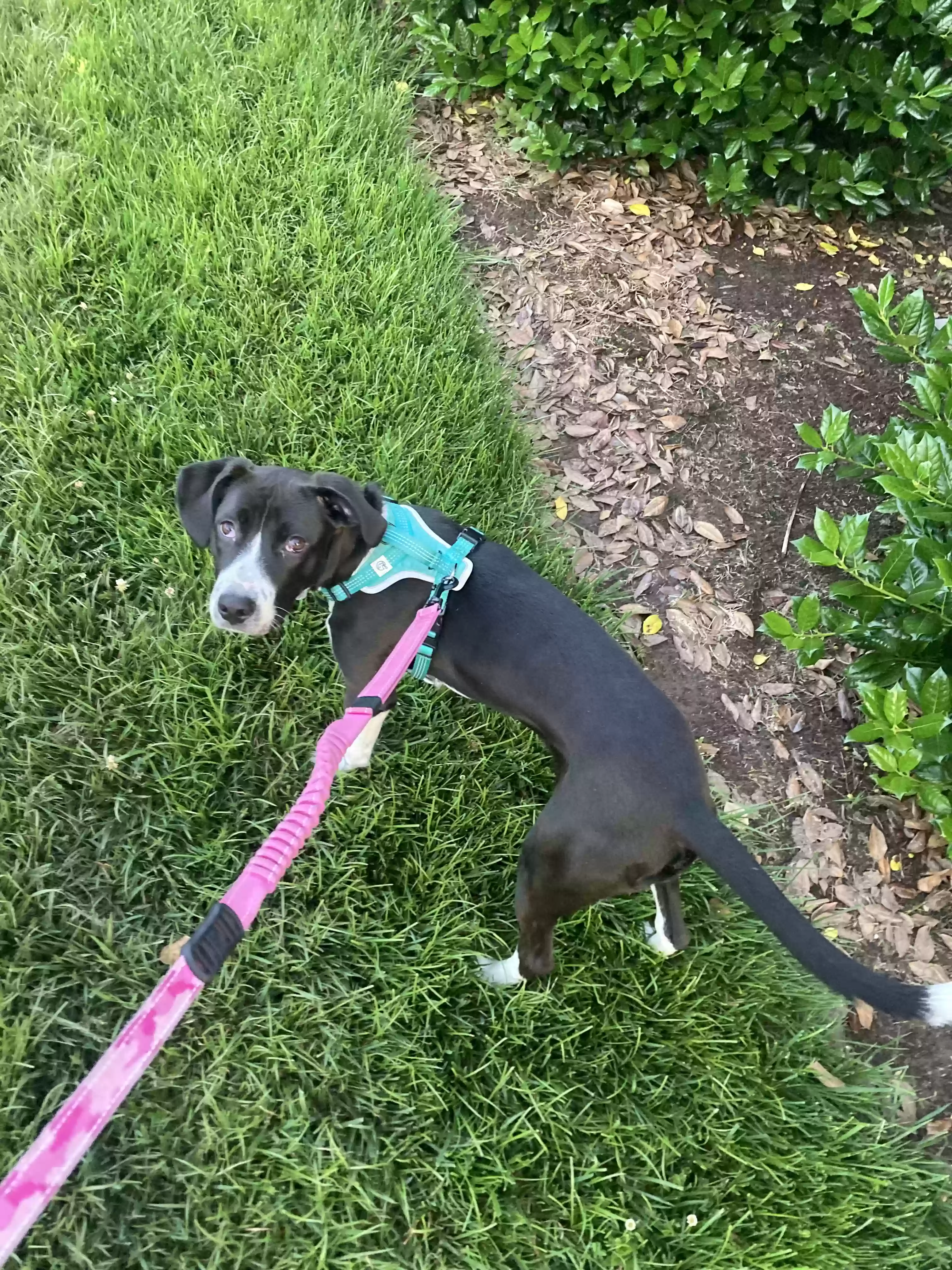 adoptable Dog in Durham,NC named Luna