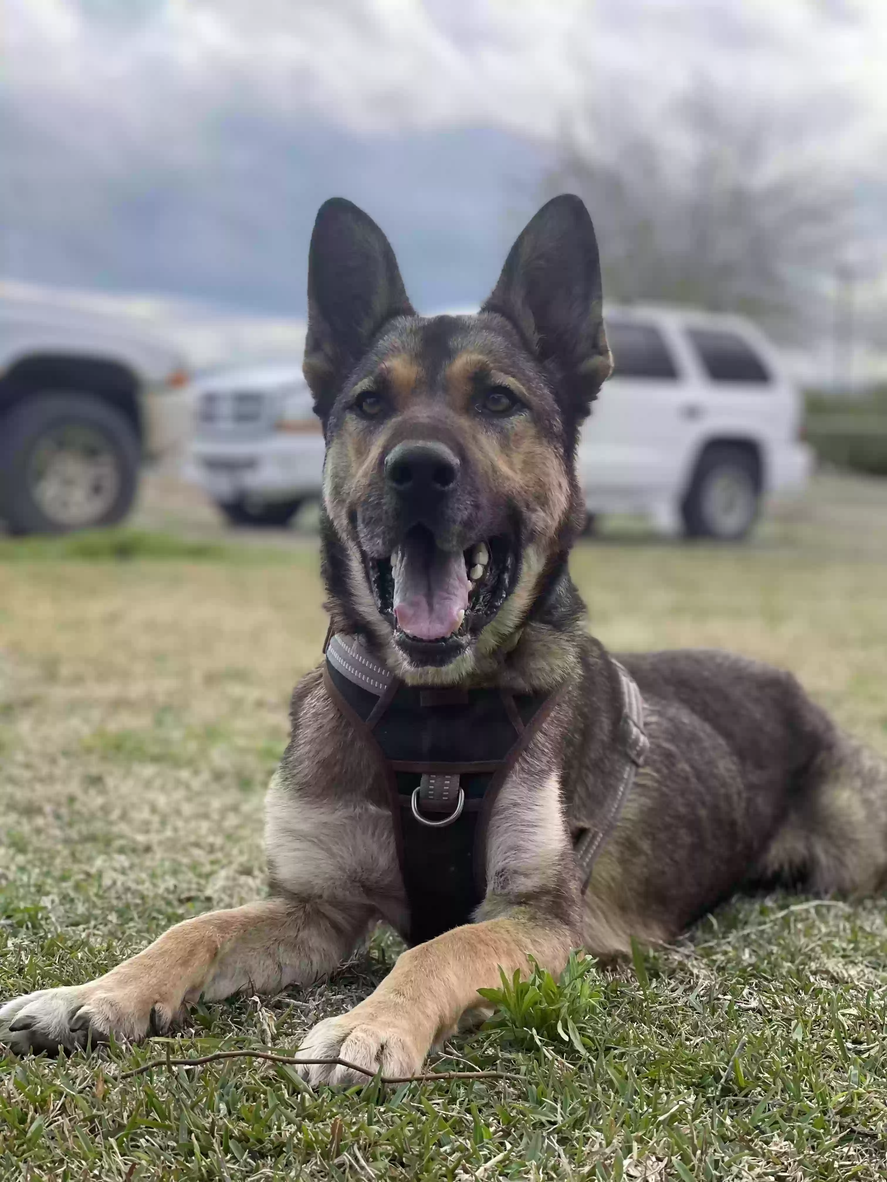 adoptable Dog in Modesto,CA named Sampson