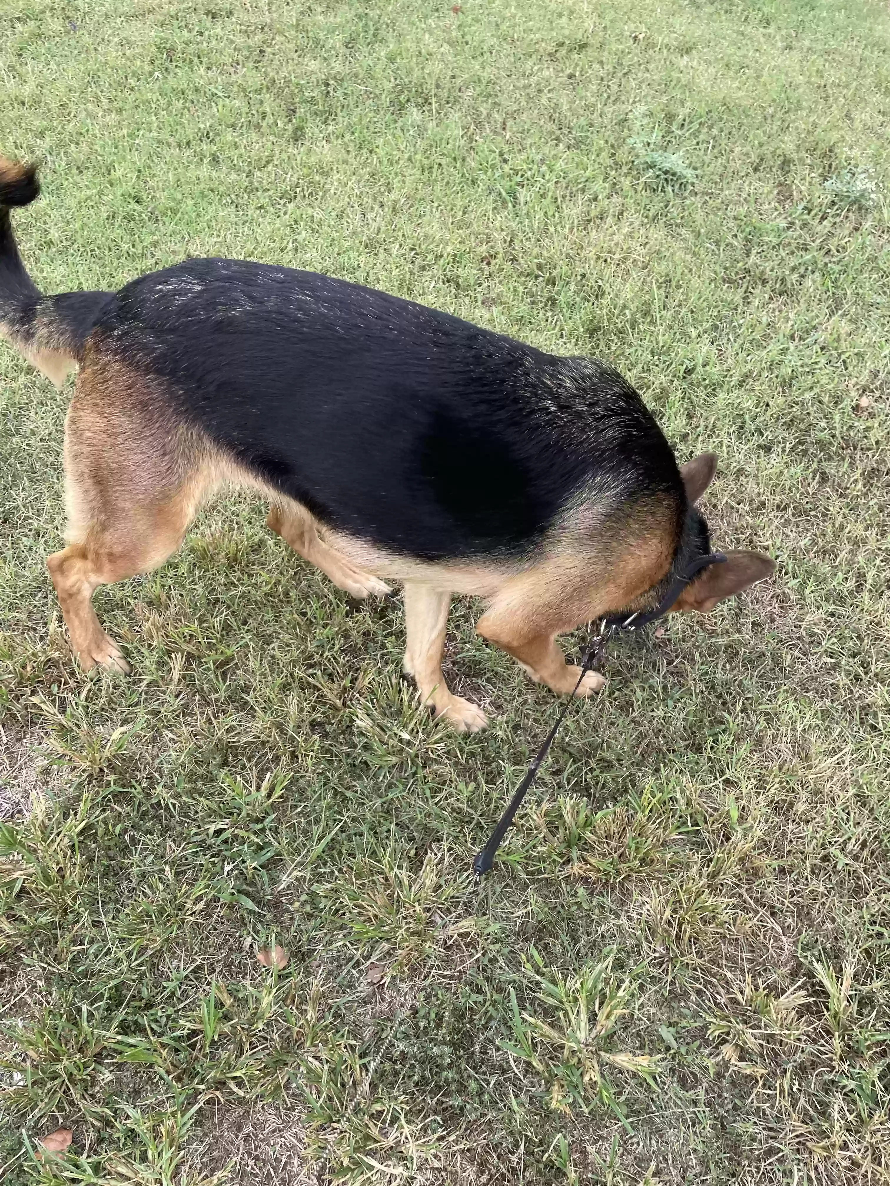 adoptable Dog in Ponca City,OK named Ava