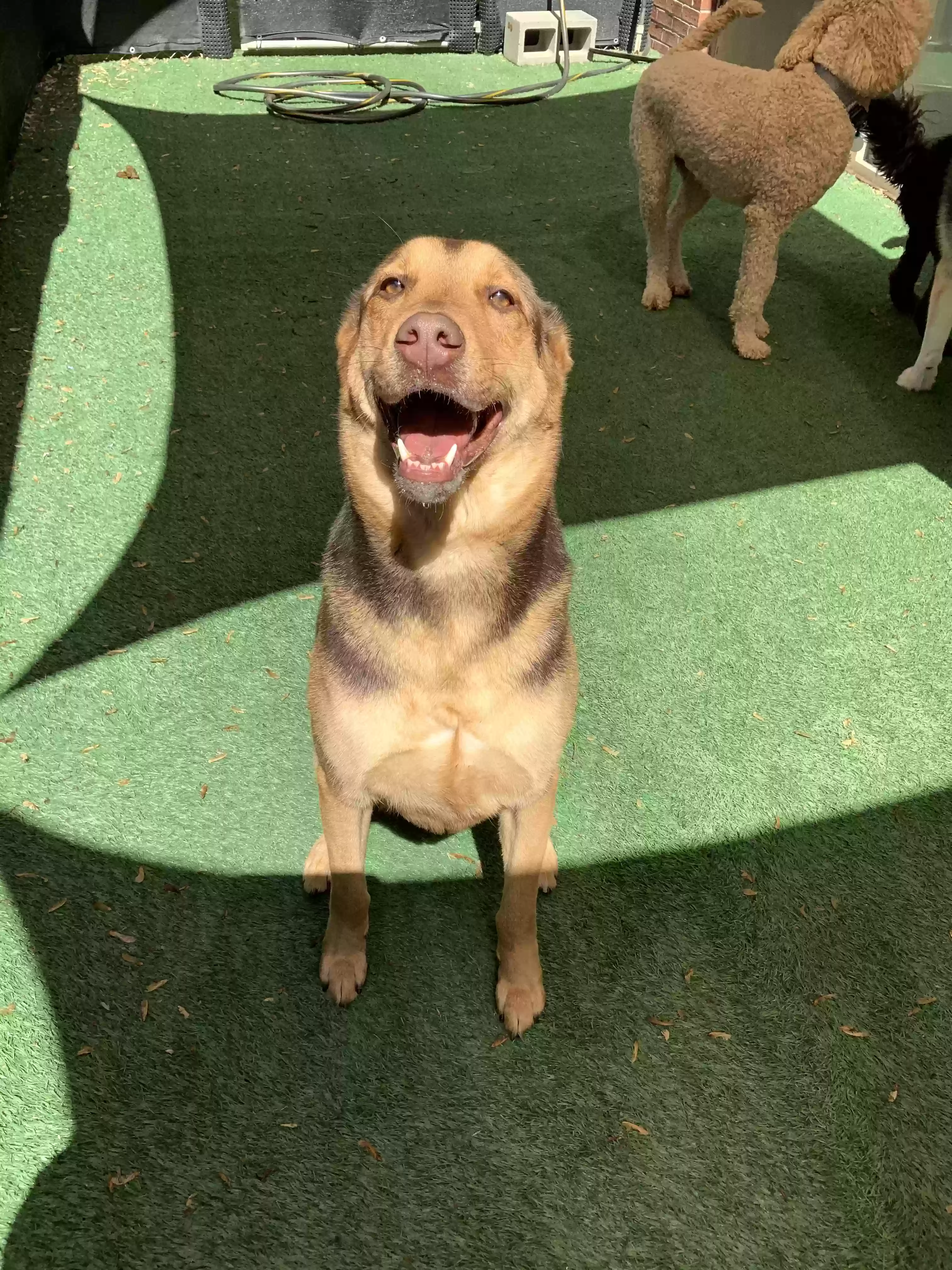 adoptable Dog in Raleigh,NC named Paul