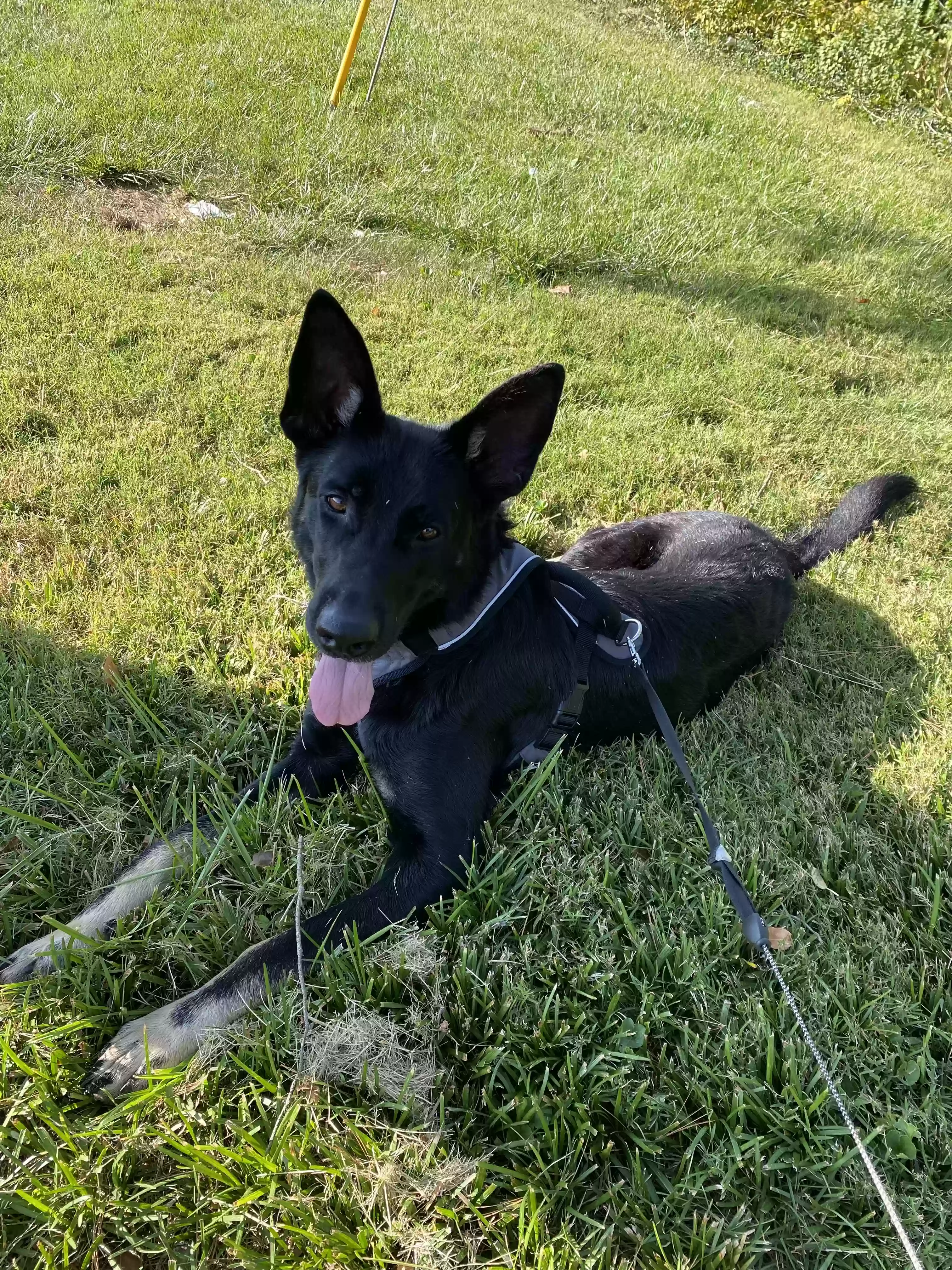 adoptable Dog in Lexington,KY named Pablo